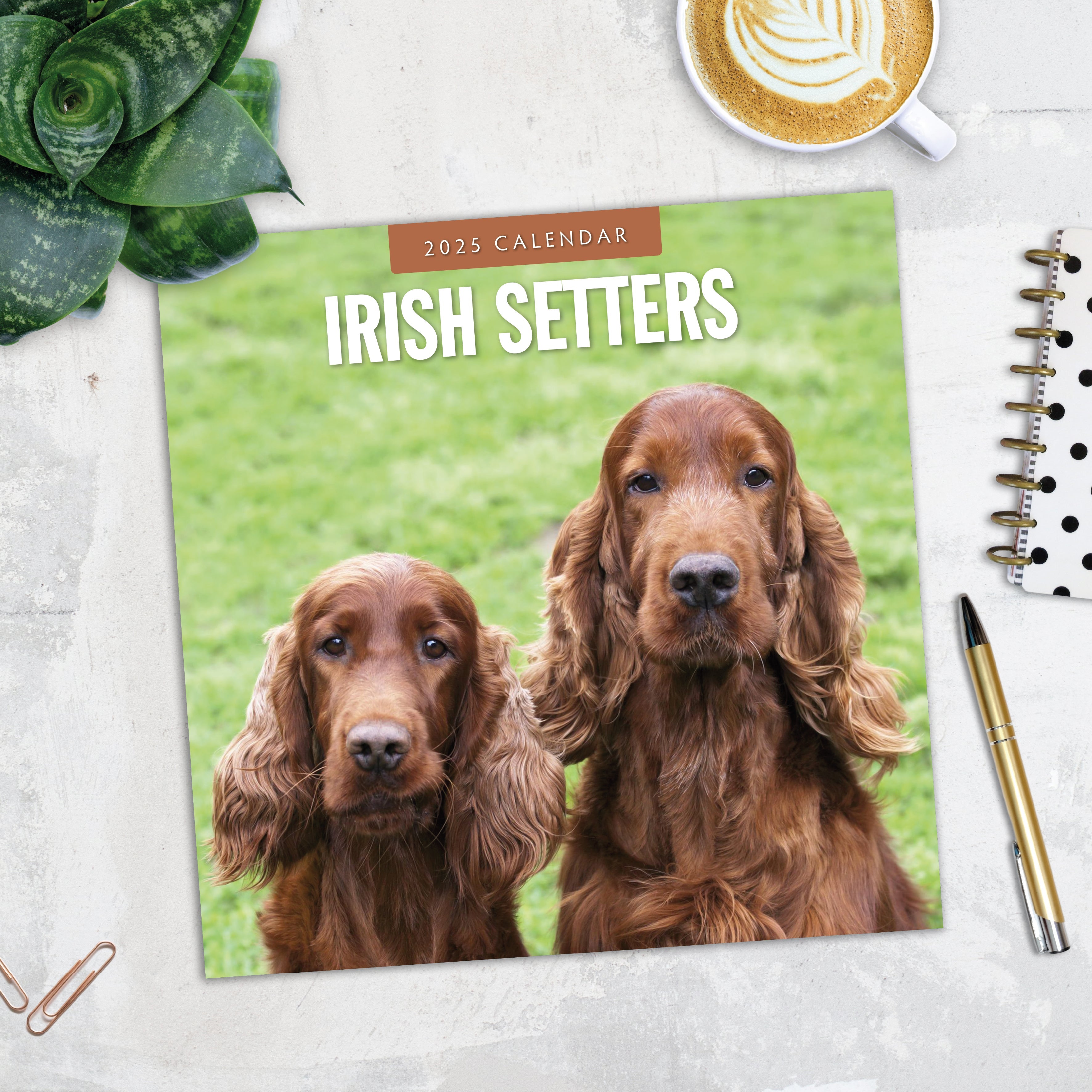 2025 Irish Setters - Square Wall Calendar