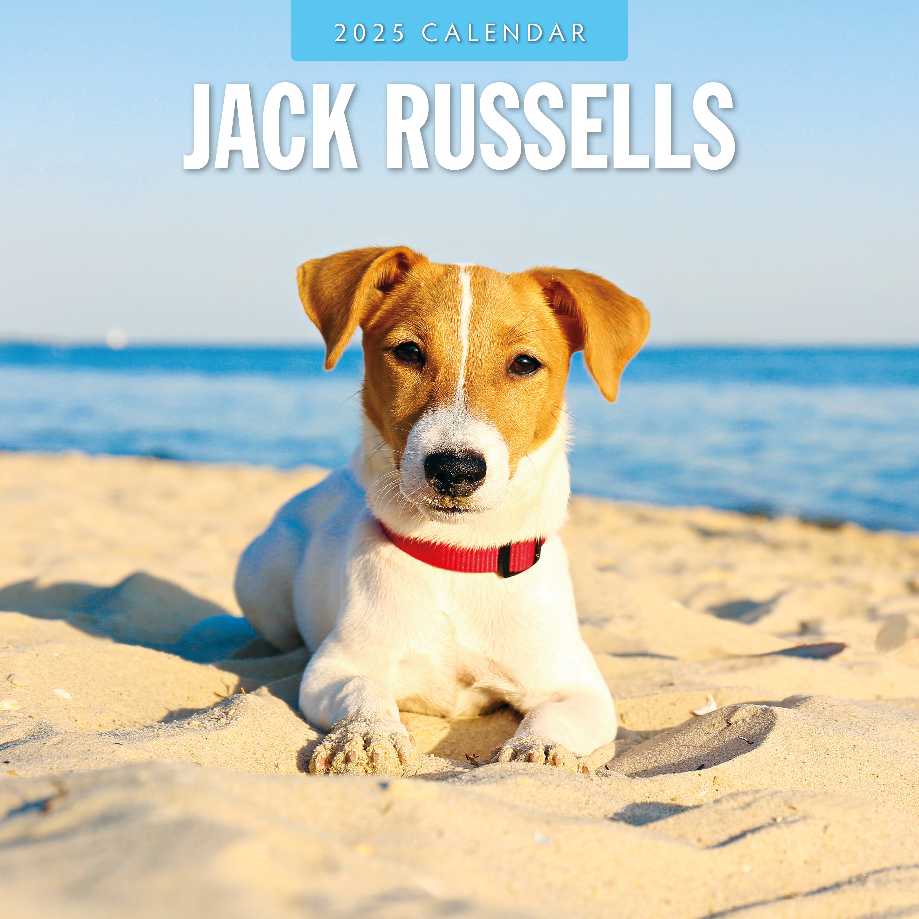 2025 Jack Russells - Square Wall Calendar