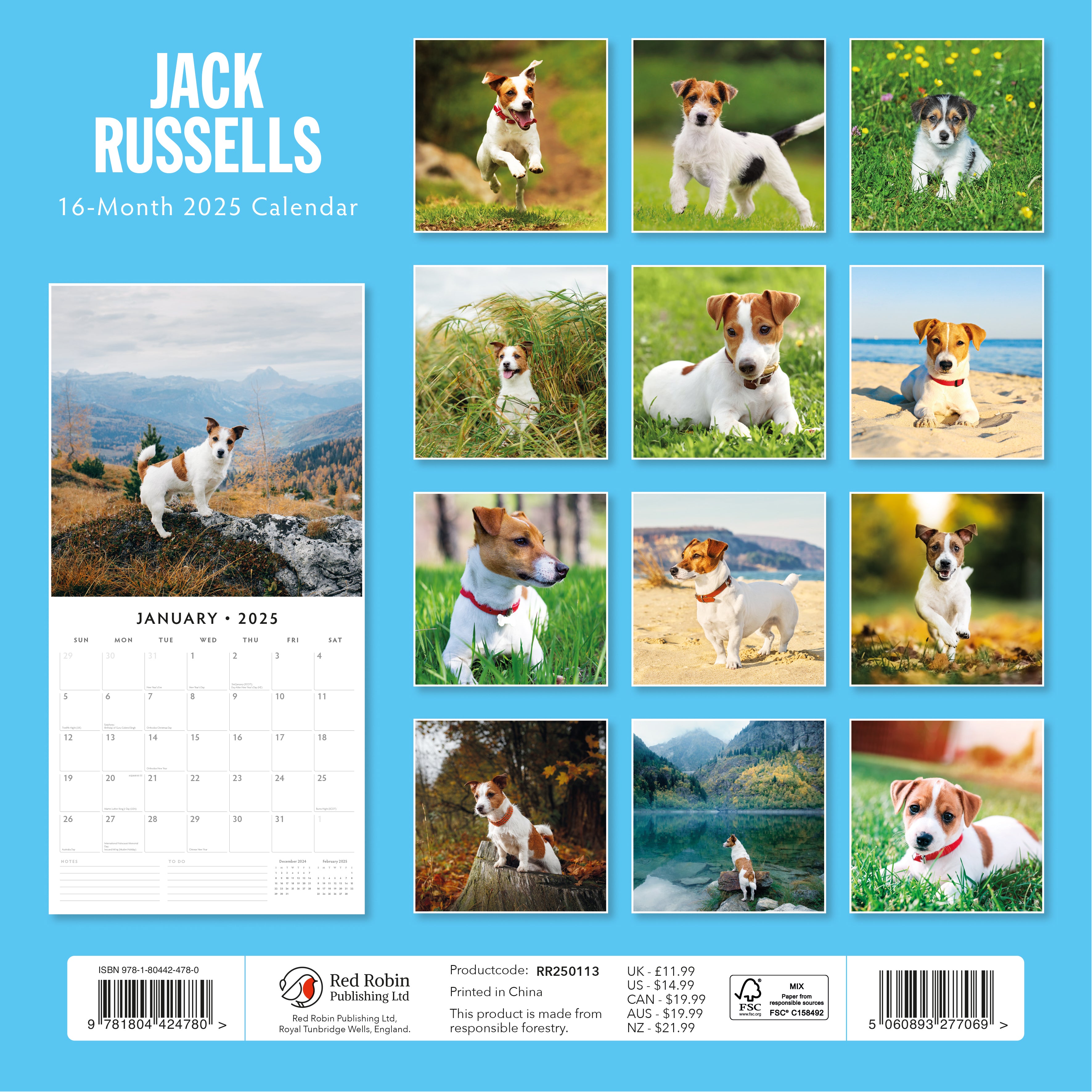 2025 Jack Russells - Square Wall Calendar