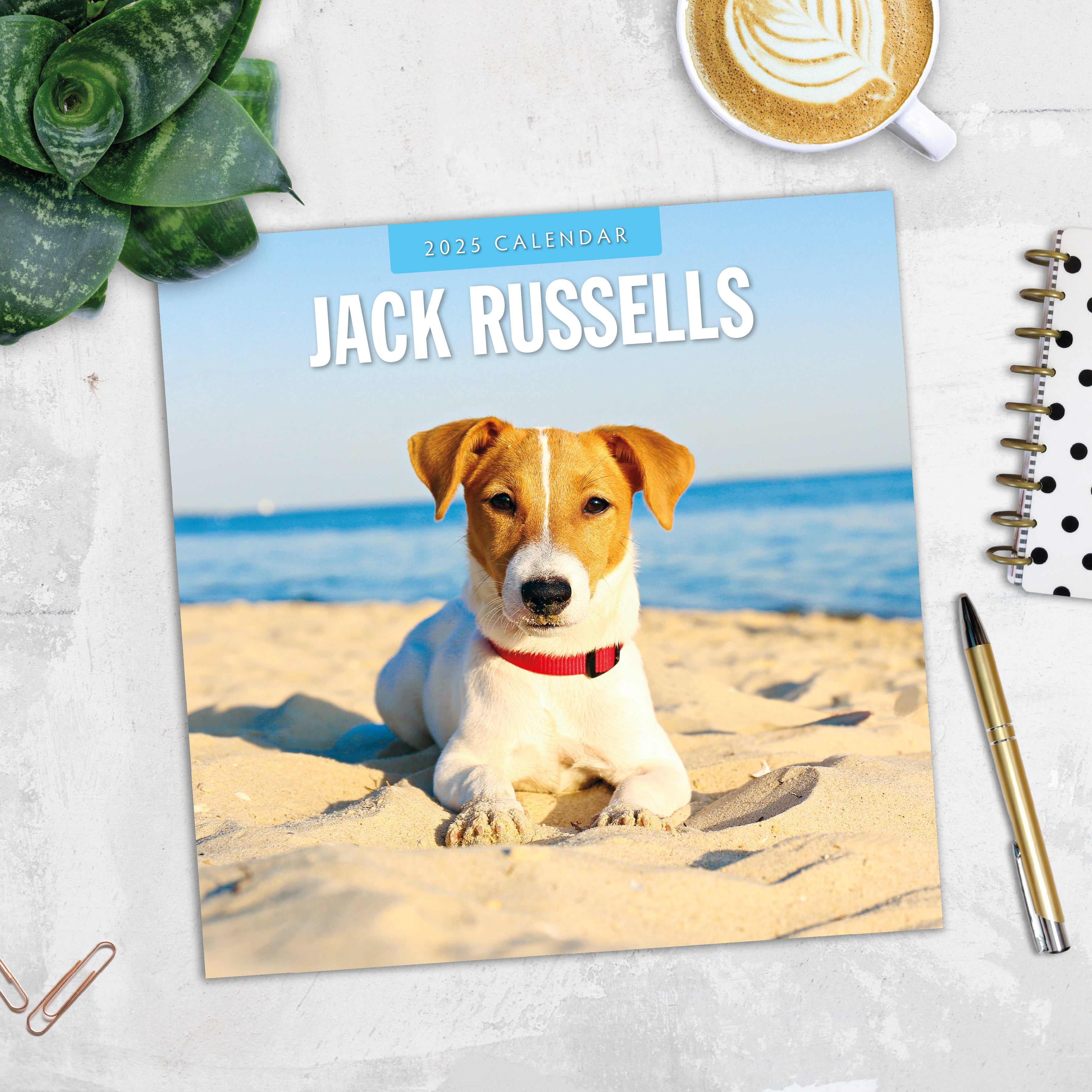 2025 Jack Russells - Square Wall Calendar