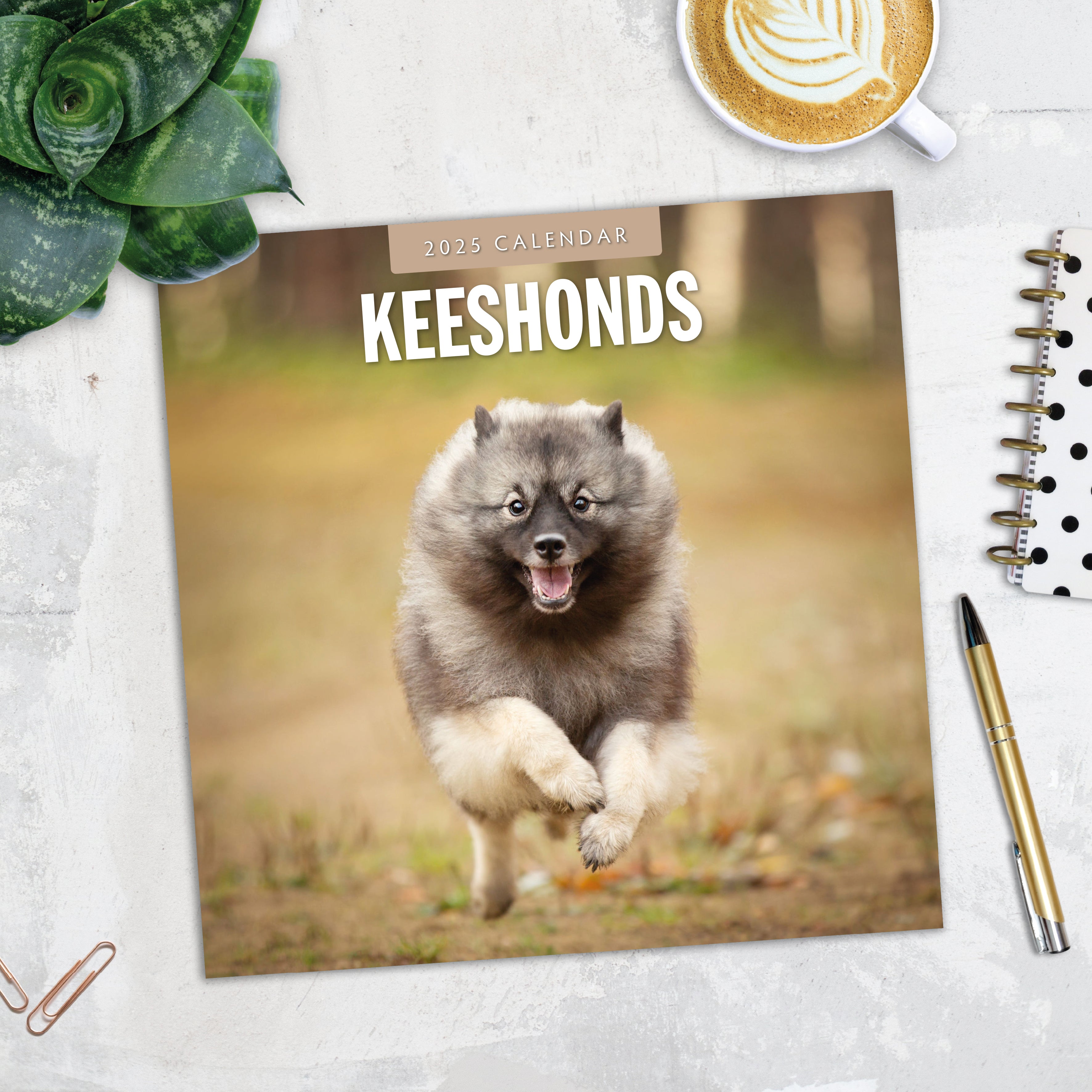 2025 Keeshonds - Square Wall Calendar