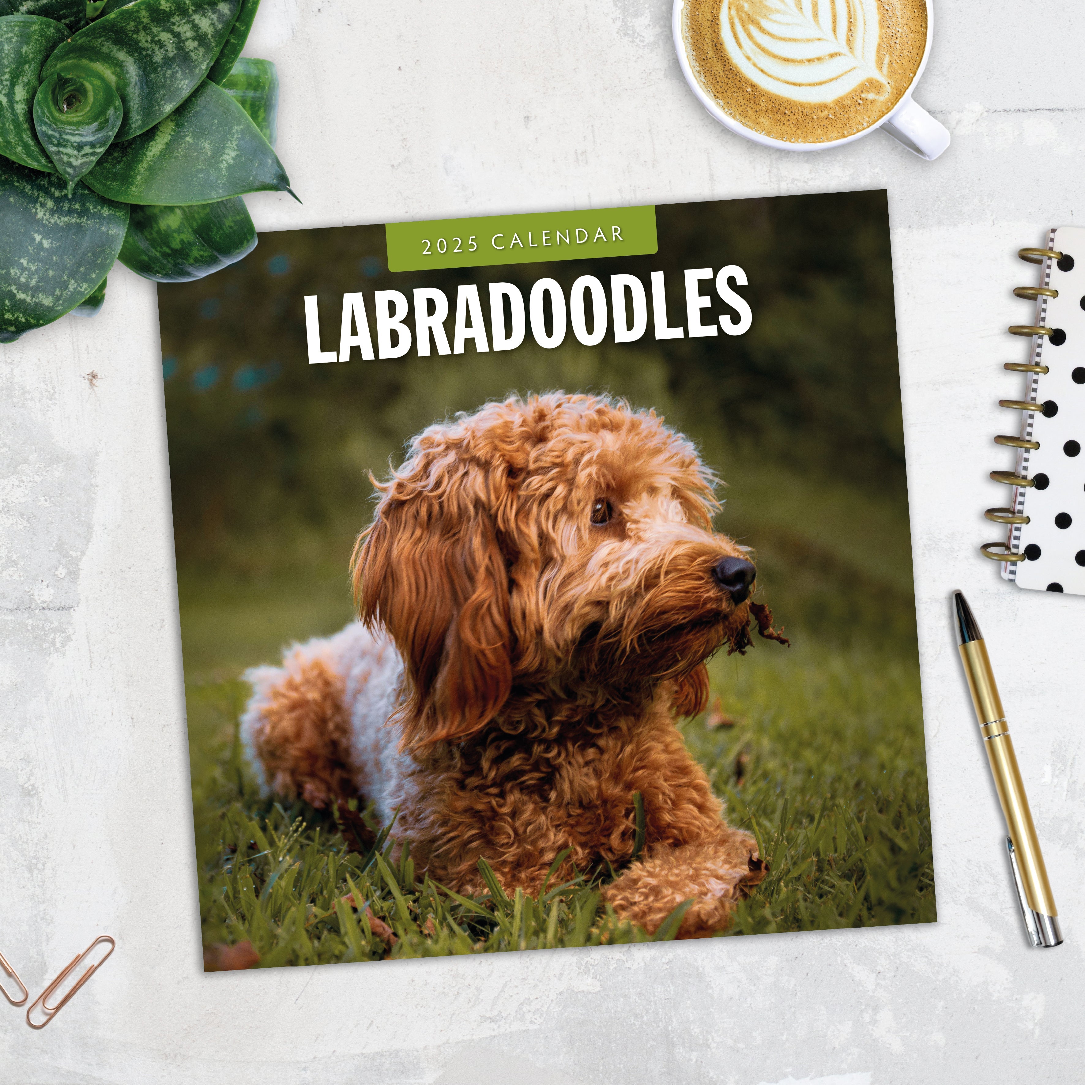 2025 Labradoodles - Square Wall Calendar