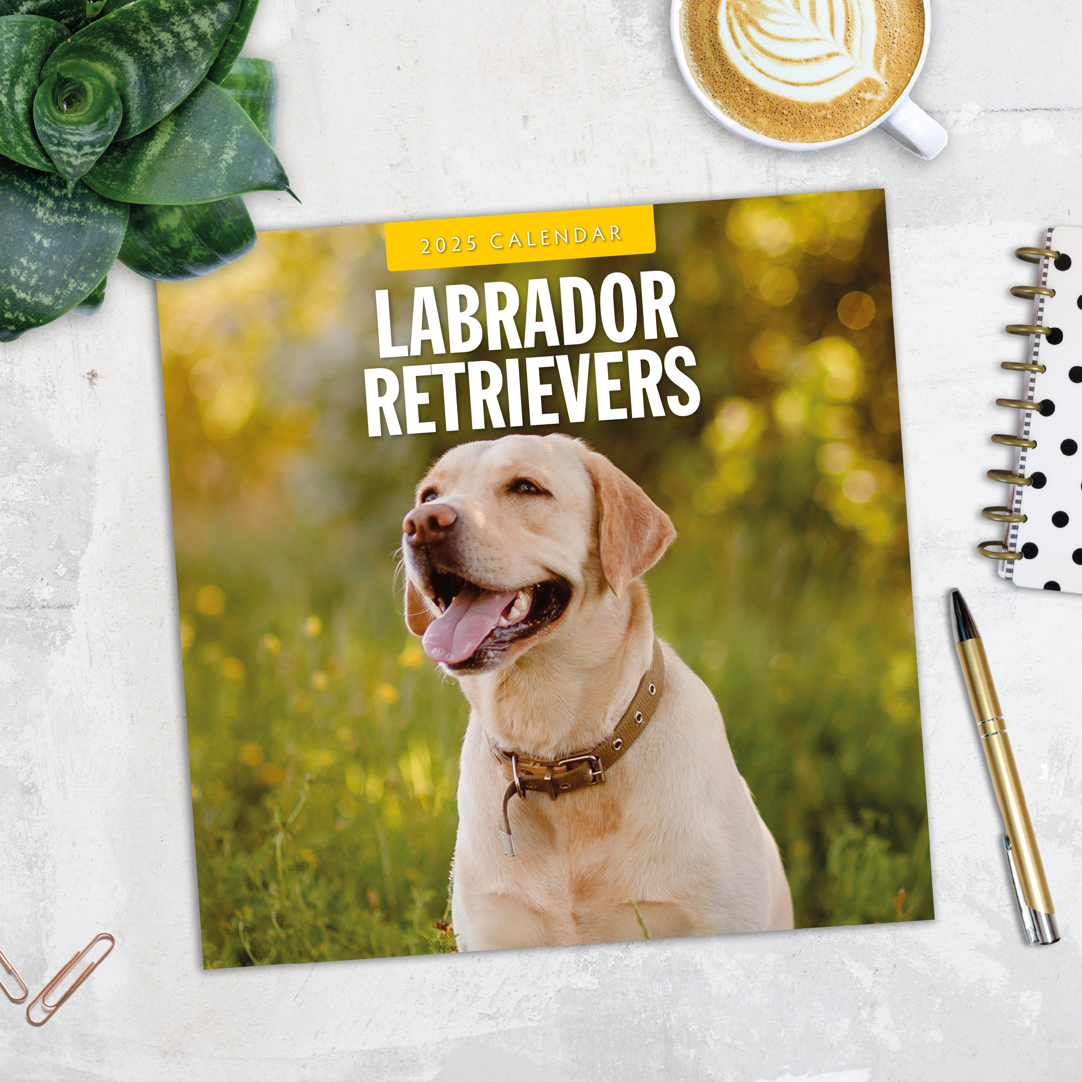 2025 Labrador Retrievers - Square Wall Calendar