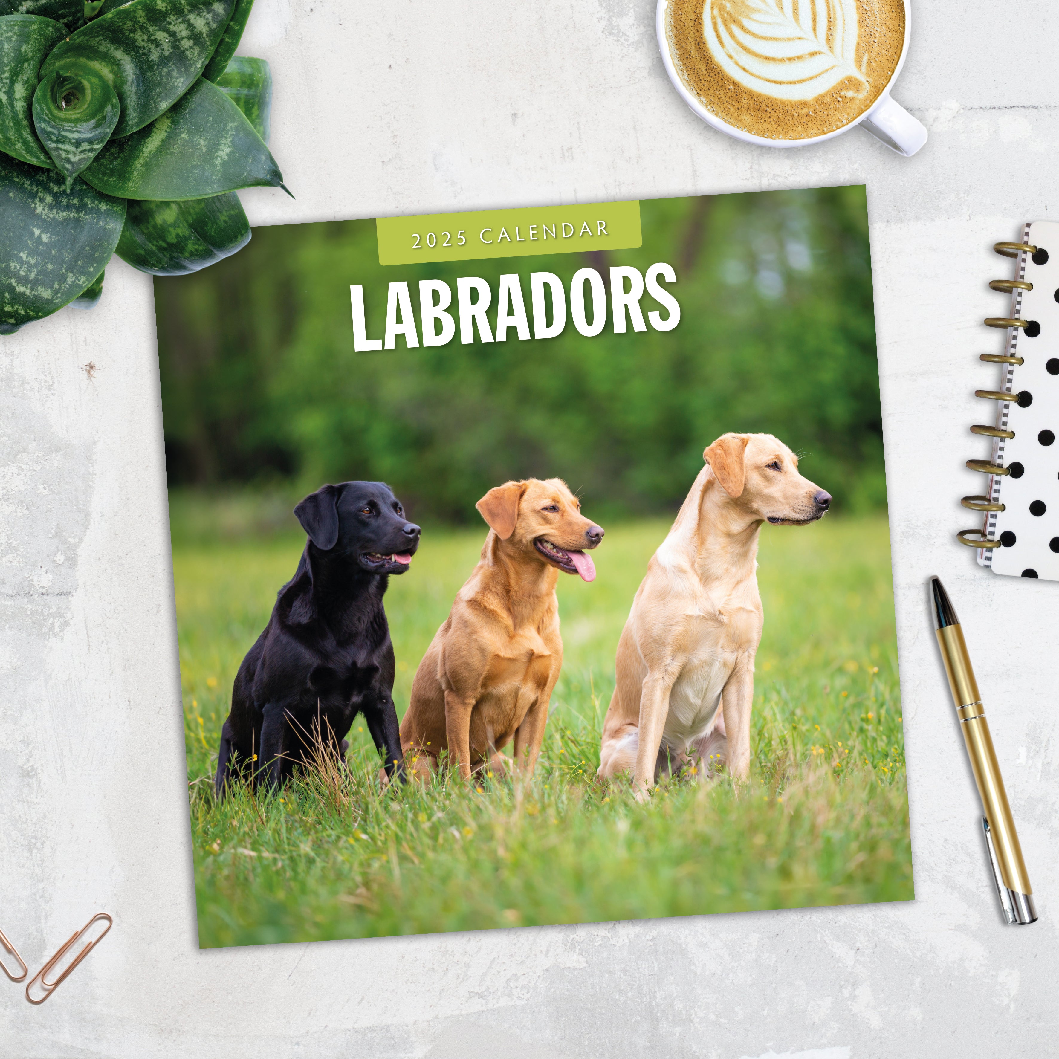 2025 Labradors - Square Wall Calendar