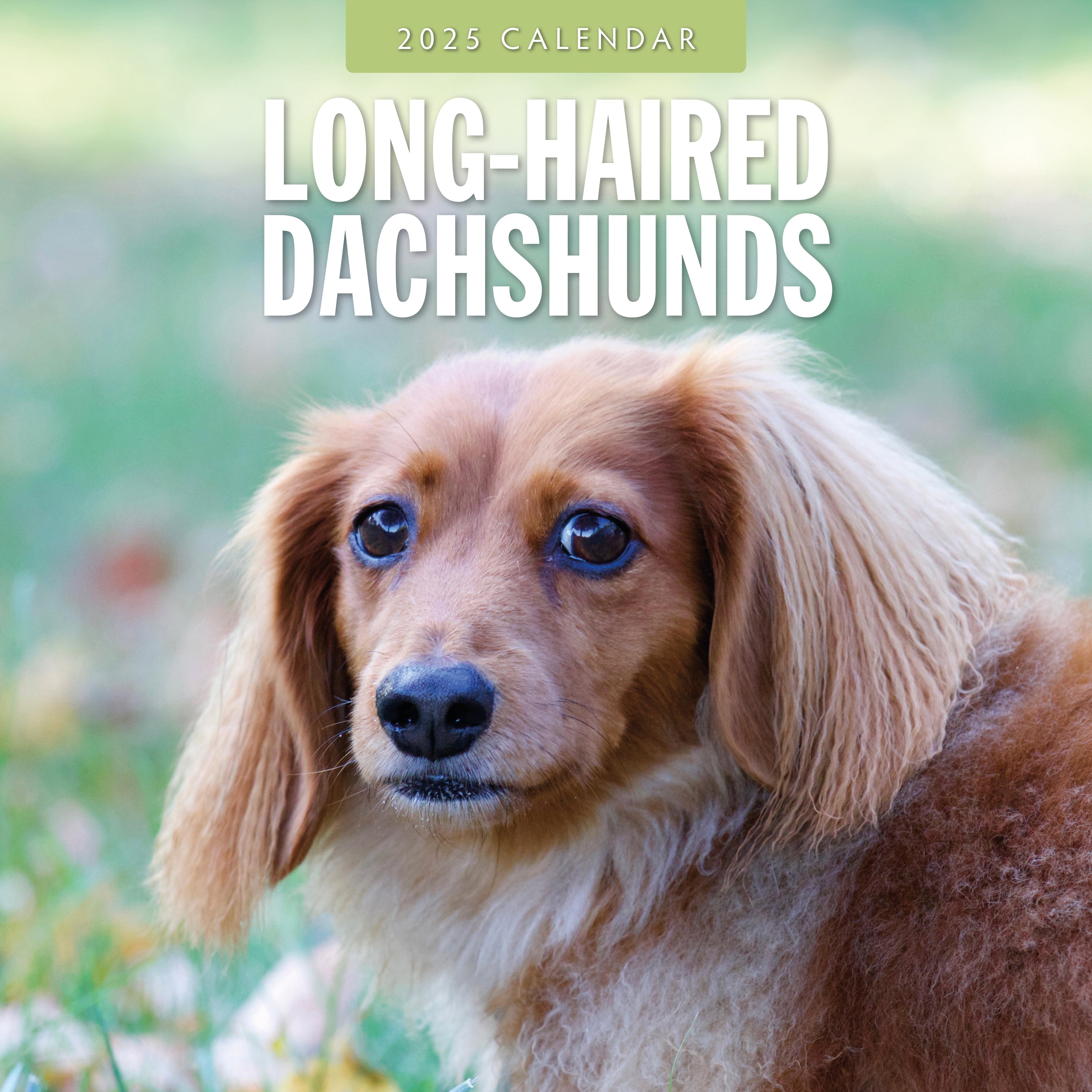 2025 Long-Haired Dachshunds - Square Wall Calendar