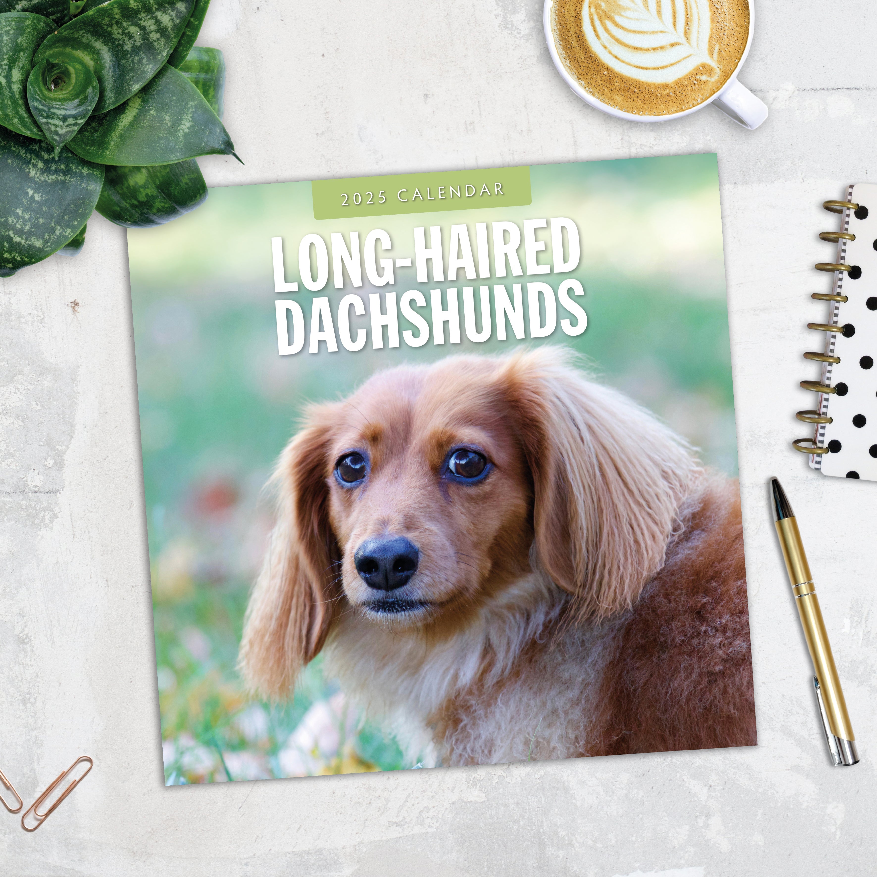 2025 Long-Haired Dachshunds - Square Wall Calendar