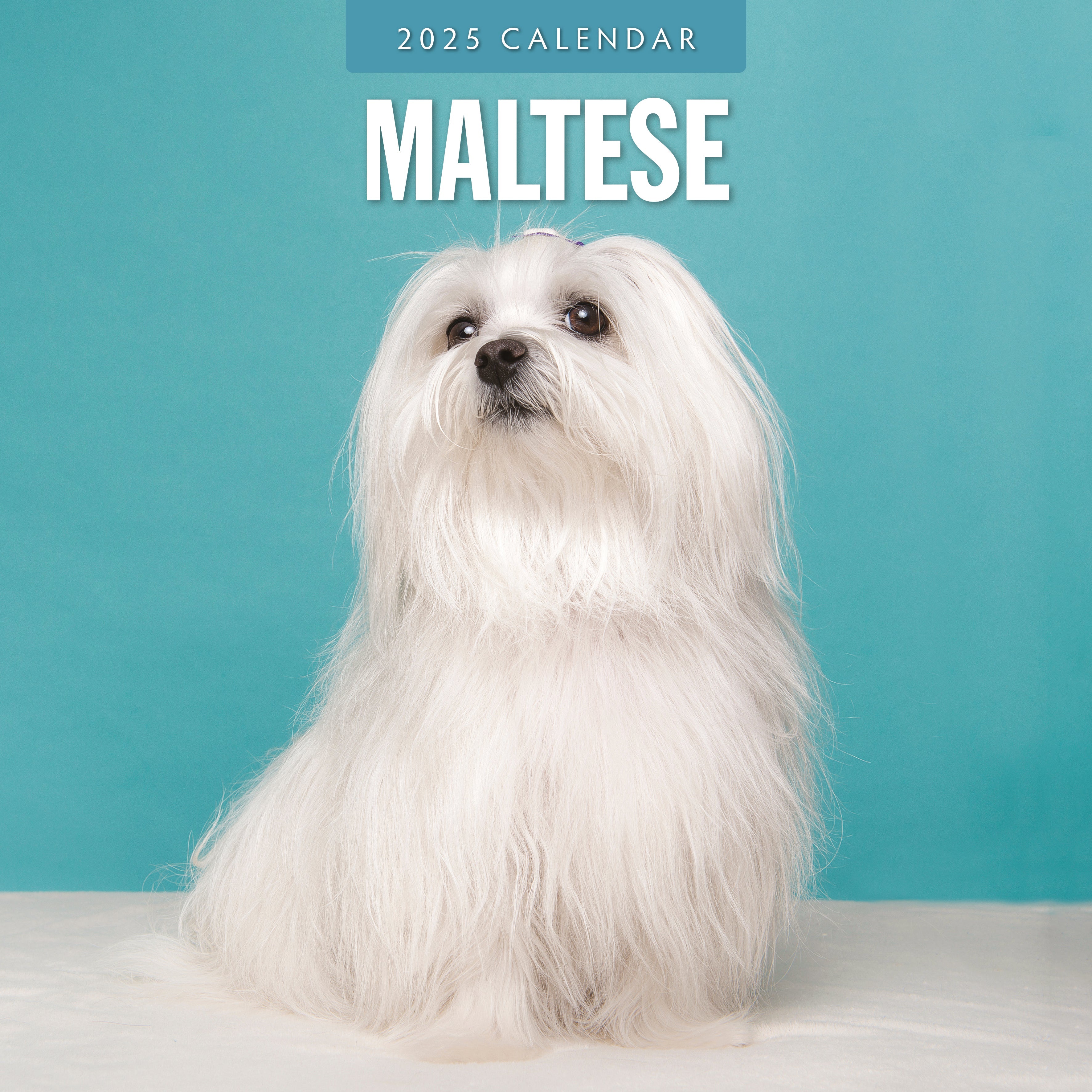 2025 Maltese - Square Wall Calendar