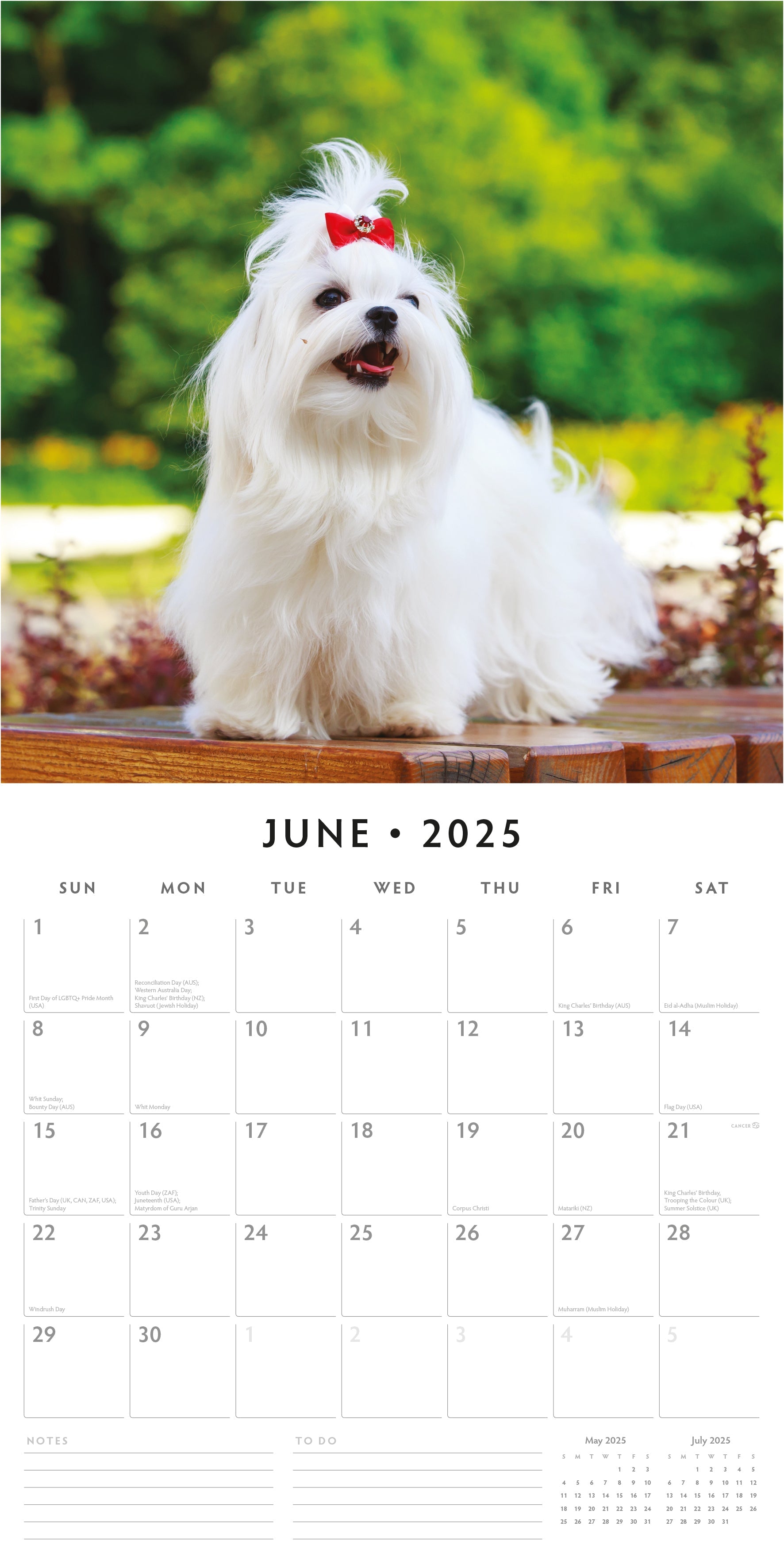 2025 Maltese - Square Wall Calendar