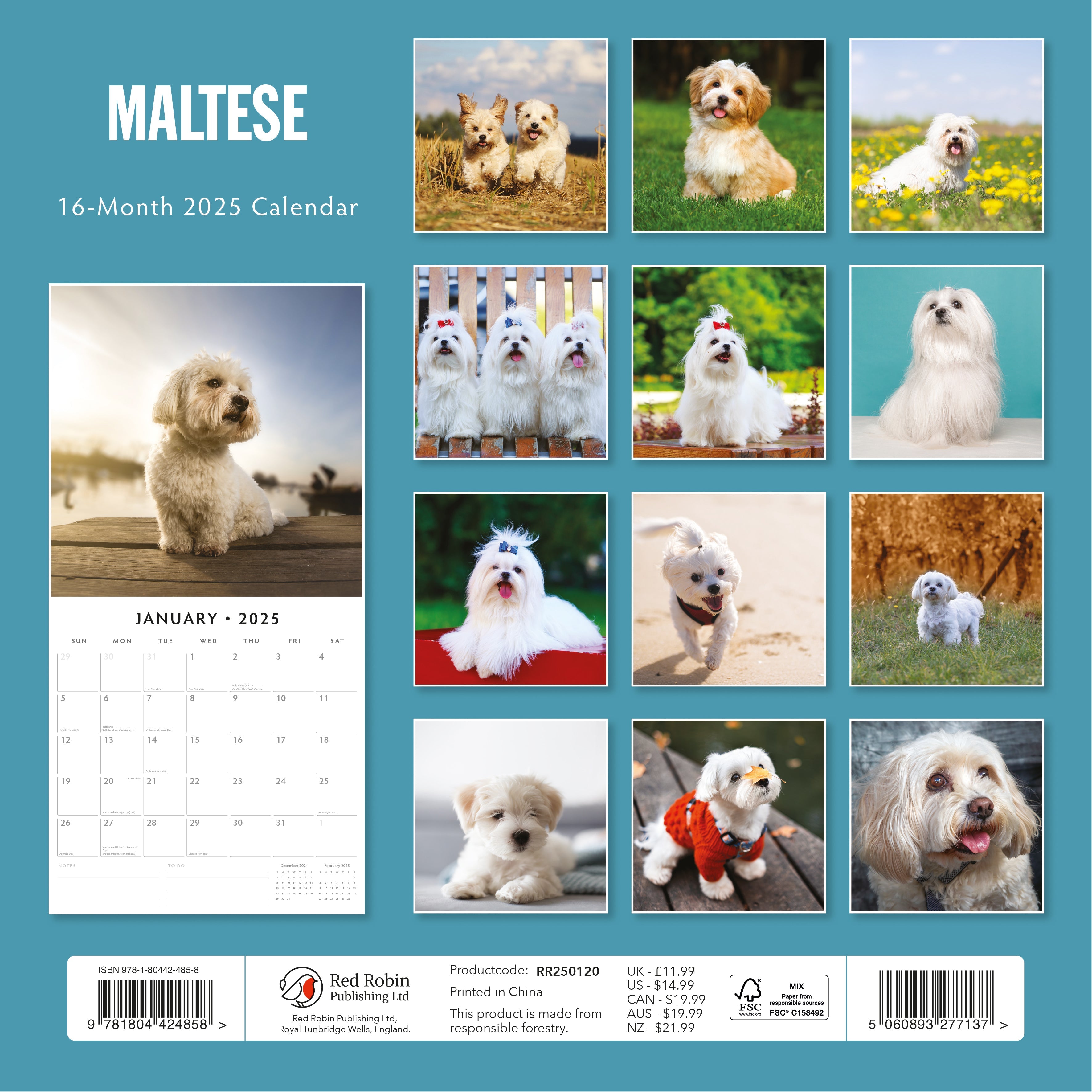 2025 Maltese - Square Wall Calendar