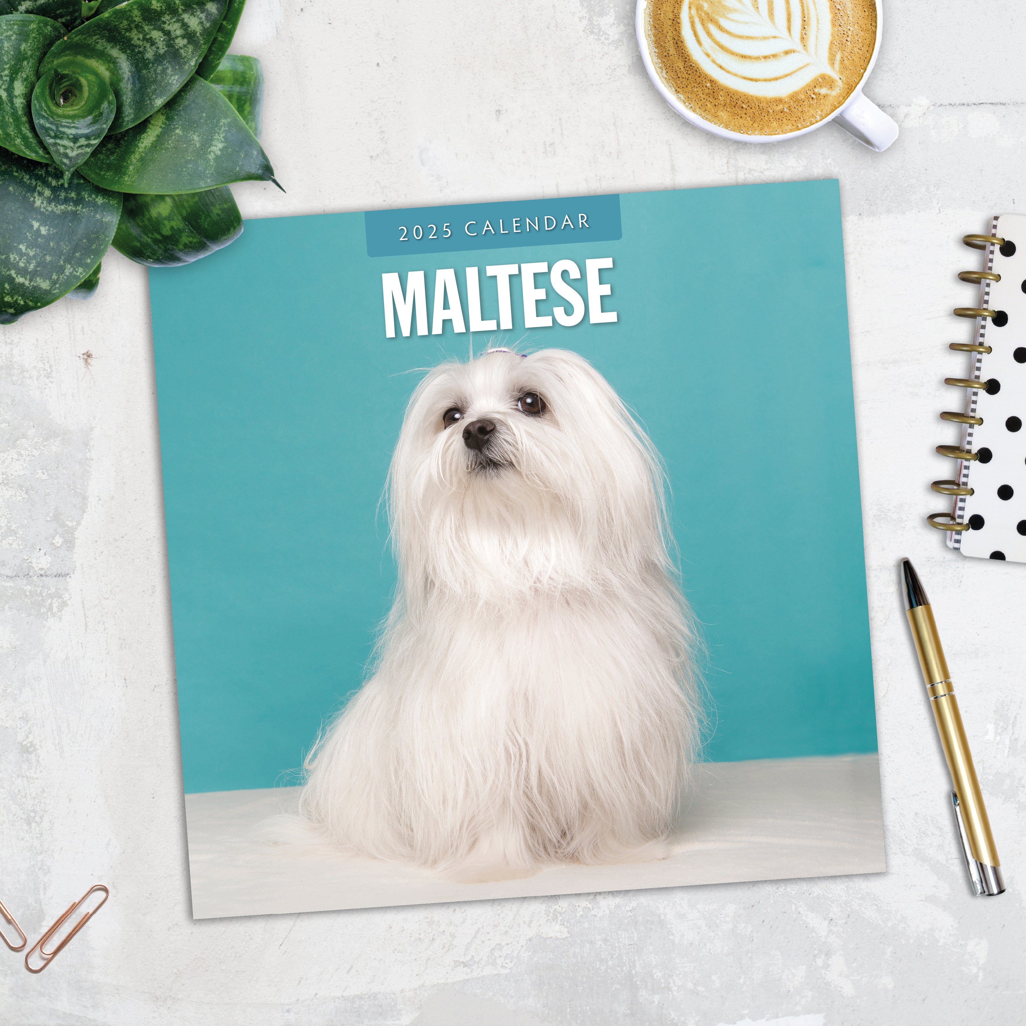 2025 Maltese - Square Wall Calendar