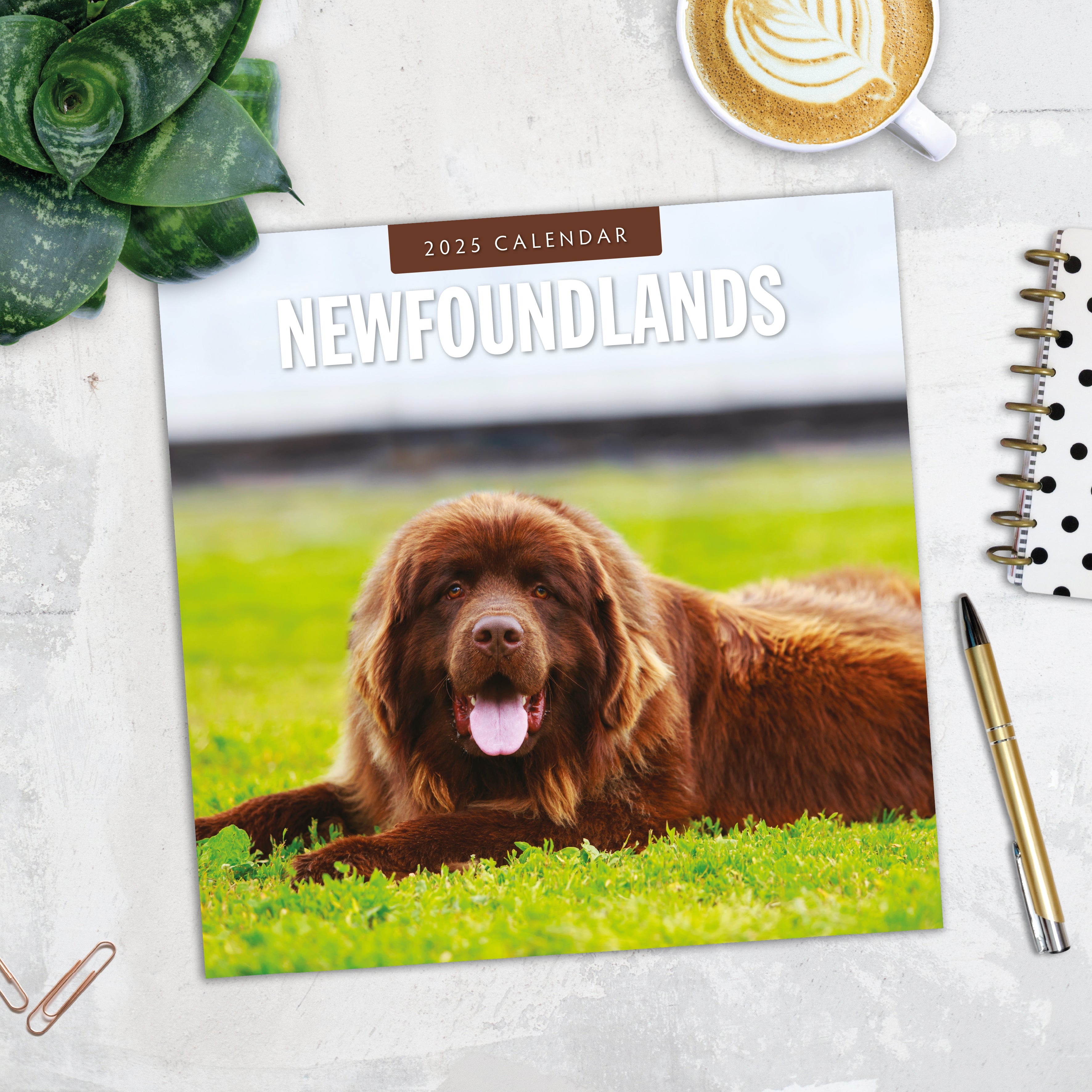 2025 Newfoundlands - Square Wall Calendar