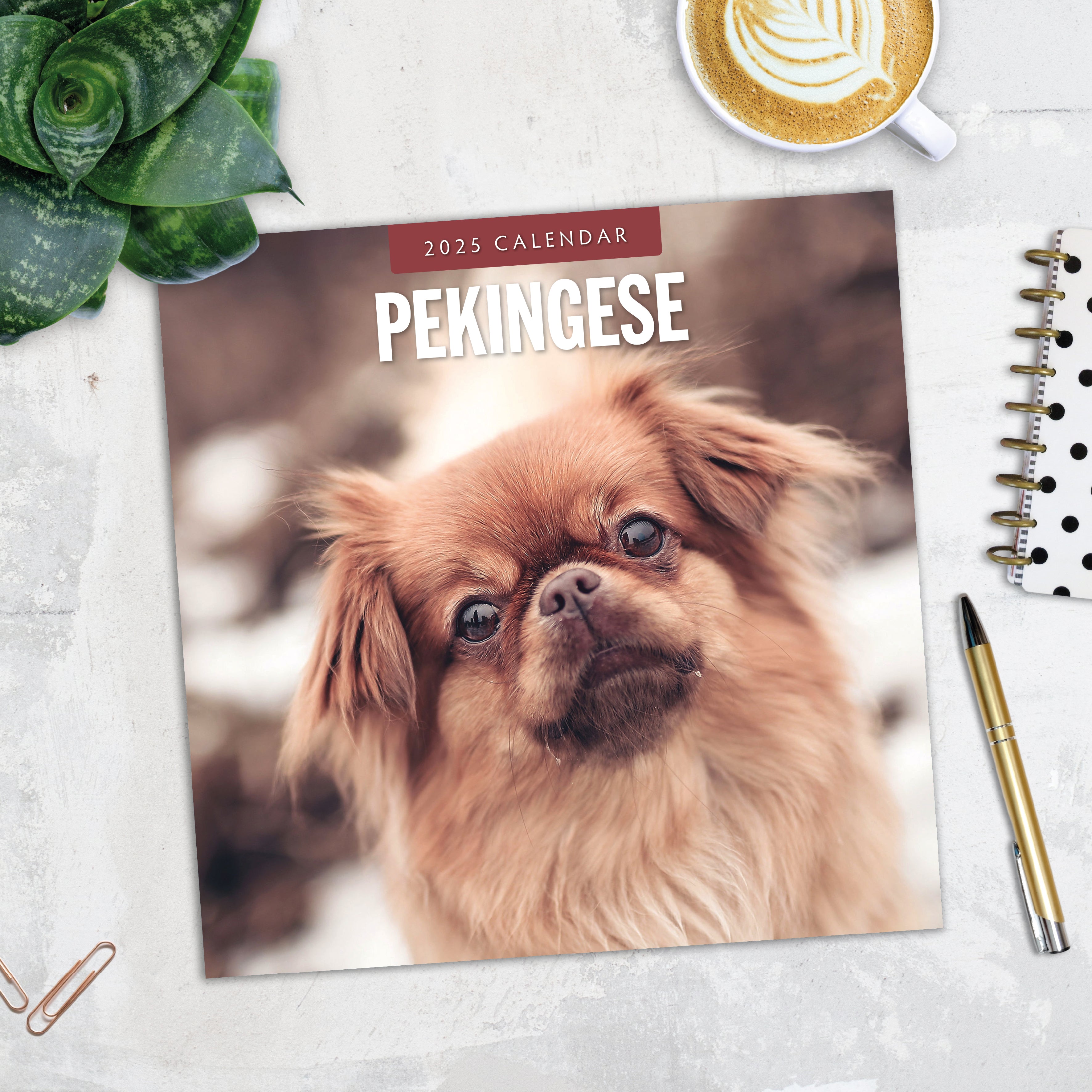 2025 Pekingese - Square Wall Calendar