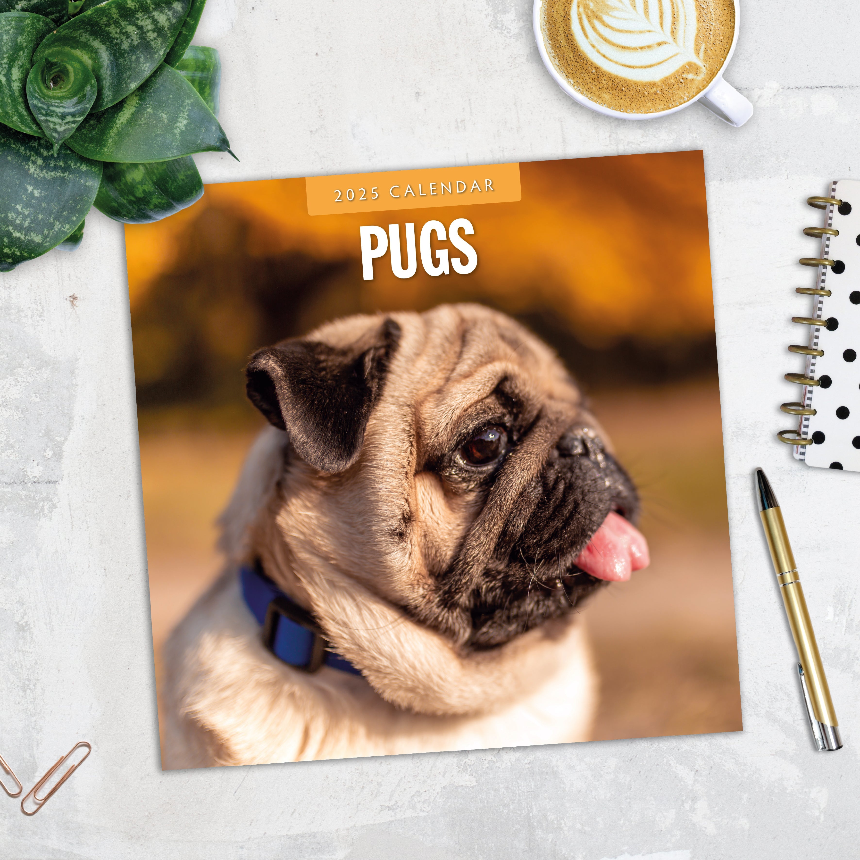 2025 Pugs - Square Wall Calendar