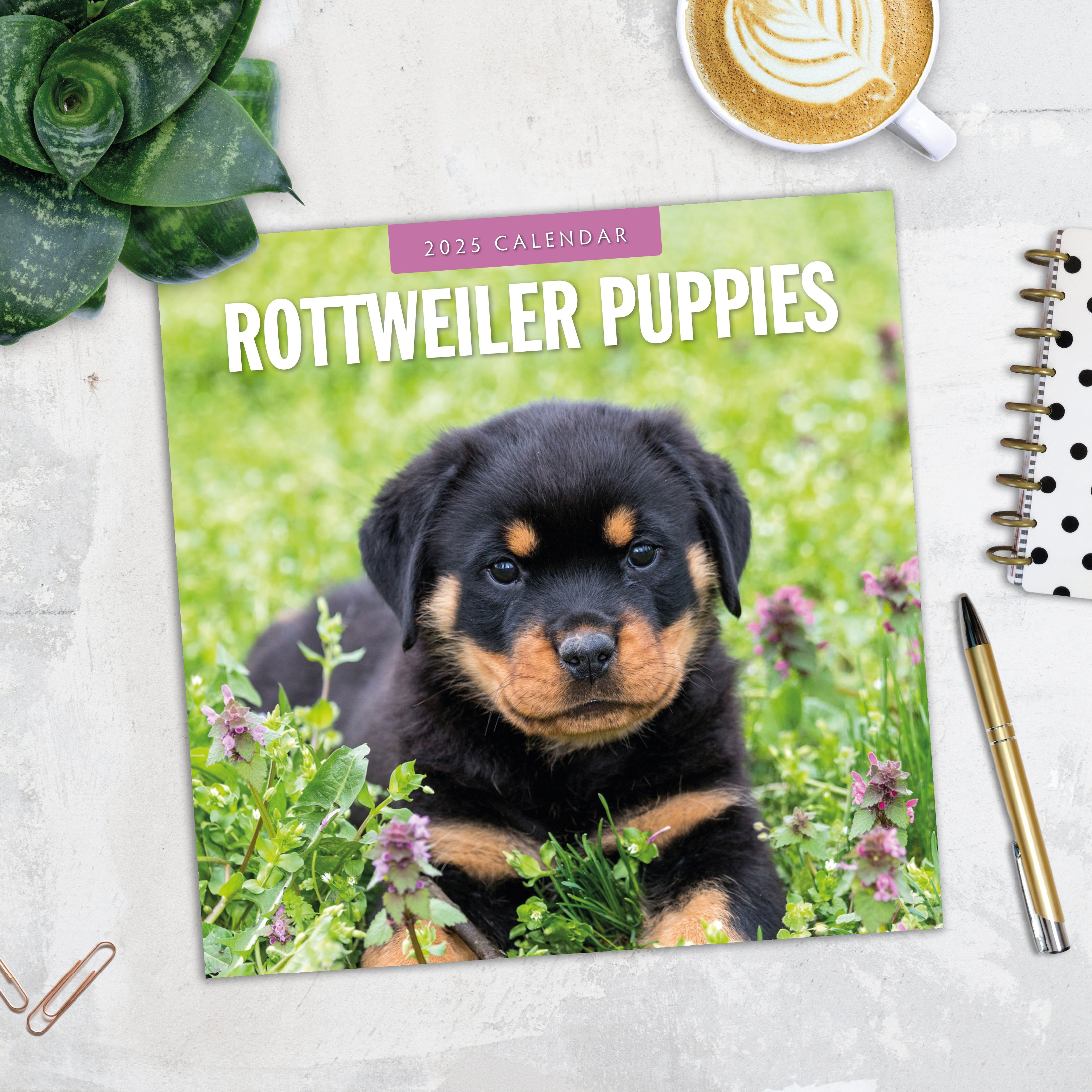 2025 Rottweiler Puppies - Square Wall Calendar