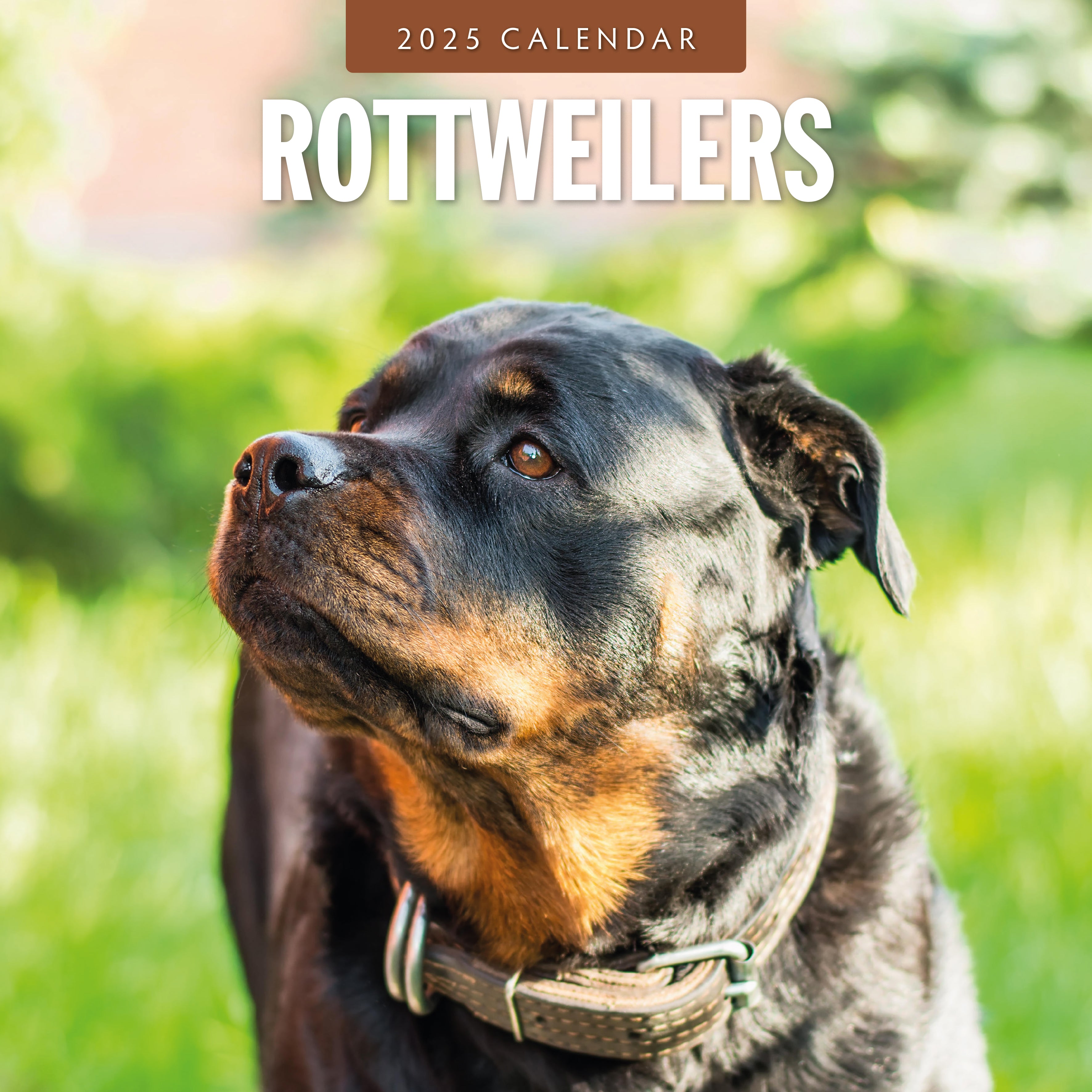 2025 Rottweilers - Square Wall Calendar