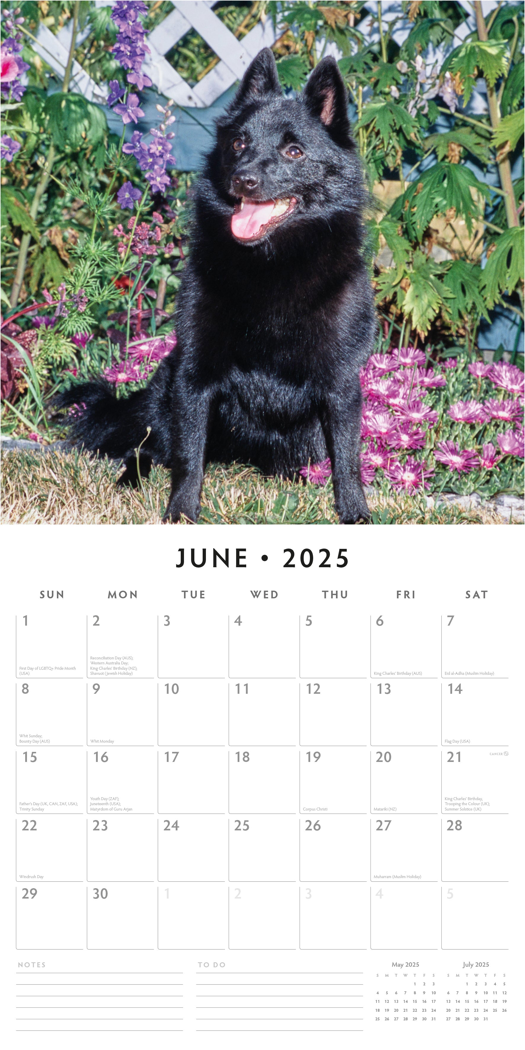 2025 Schipperkes - Square Wall Calendar