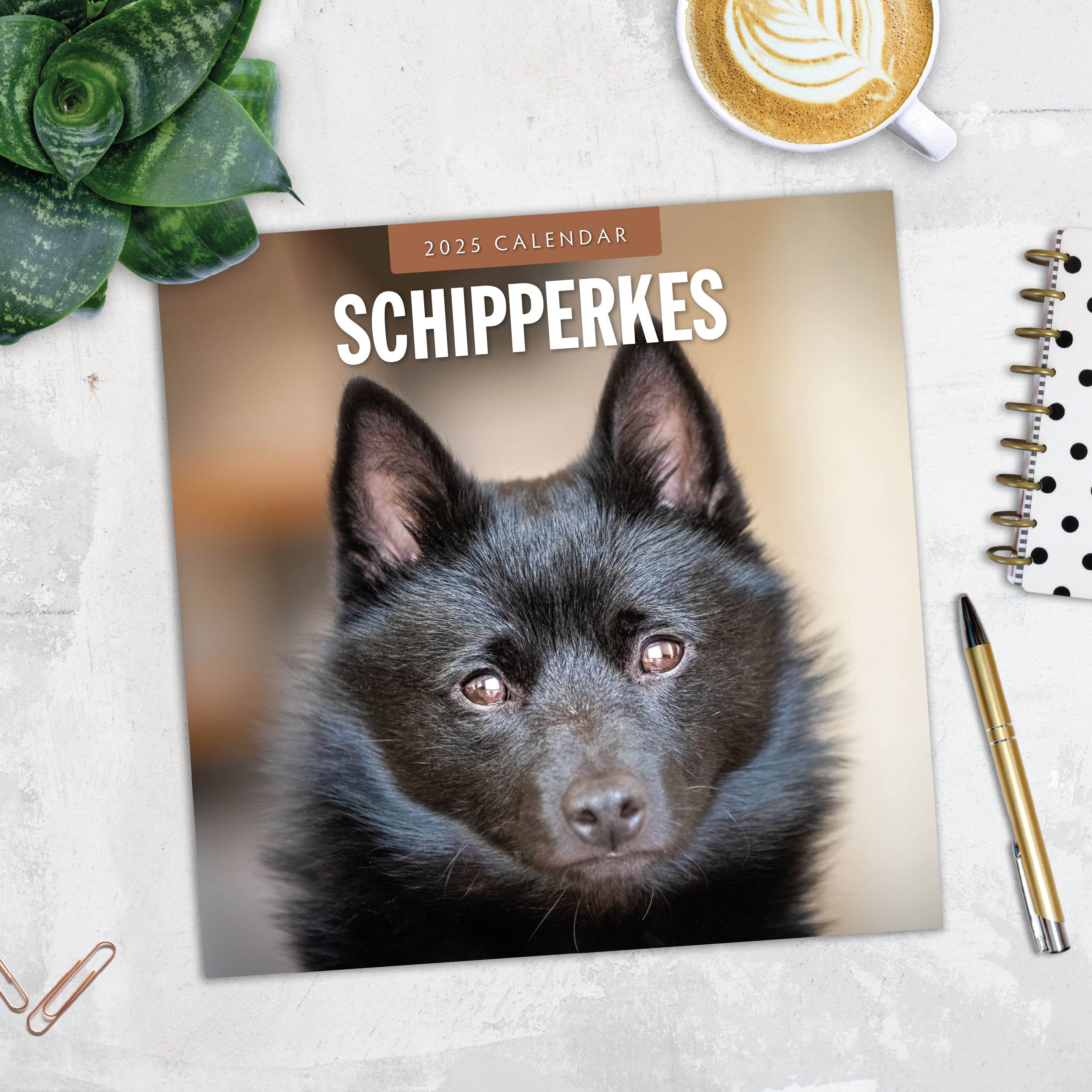 2025 Schipperkes - Square Wall Calendar