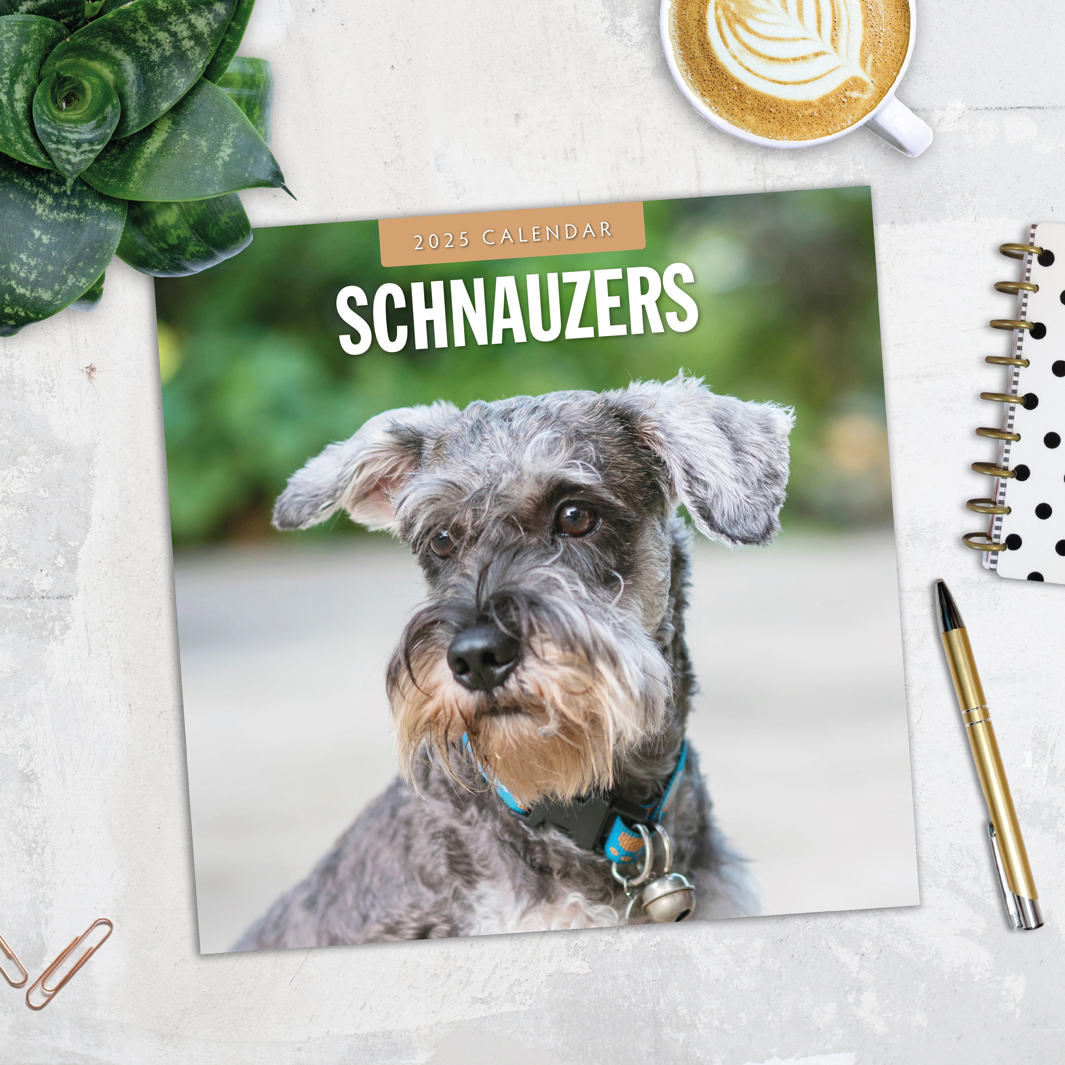 2025 Schnauzer - Square Wall Calendar