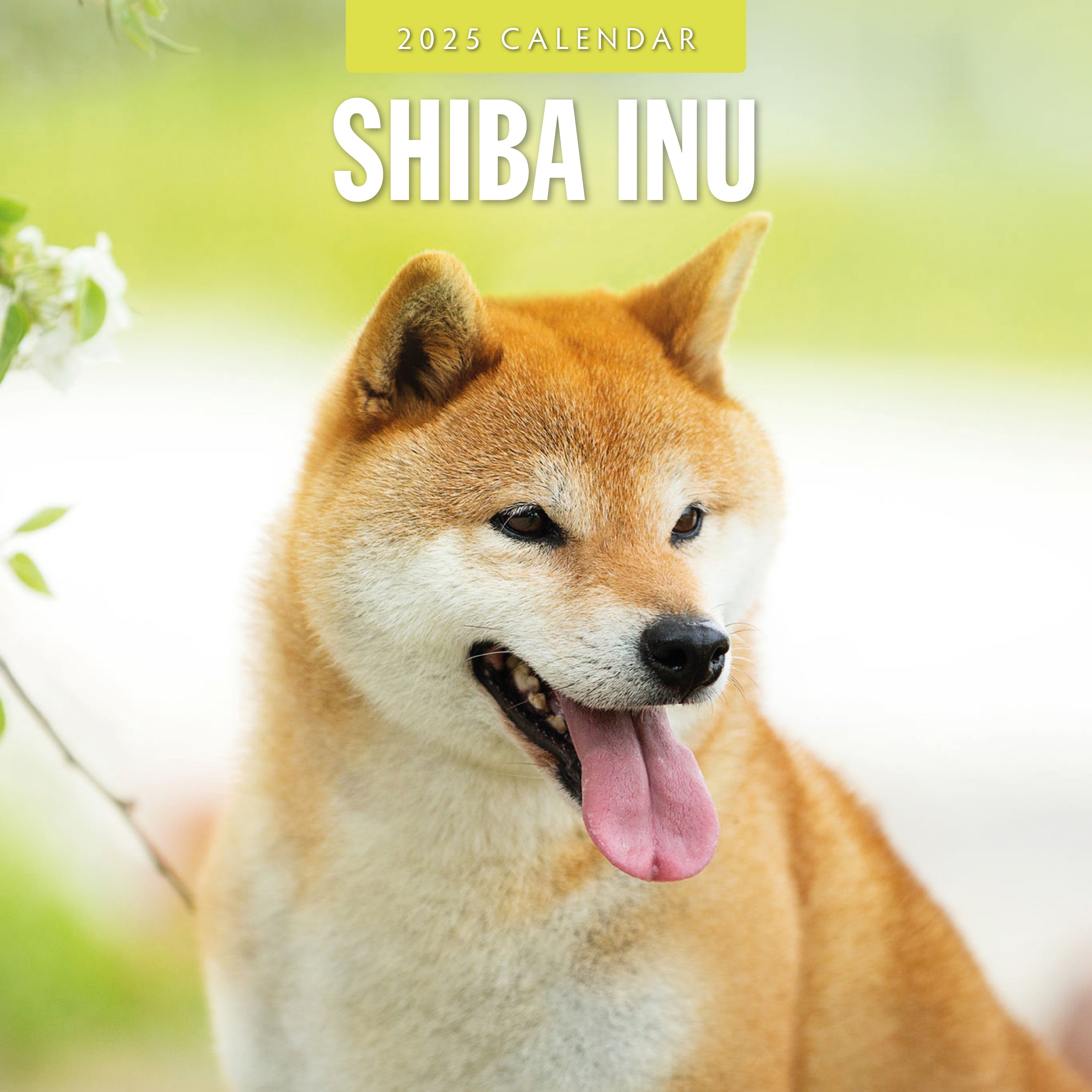 2025 Shiba Inu - Square Wall Calendar