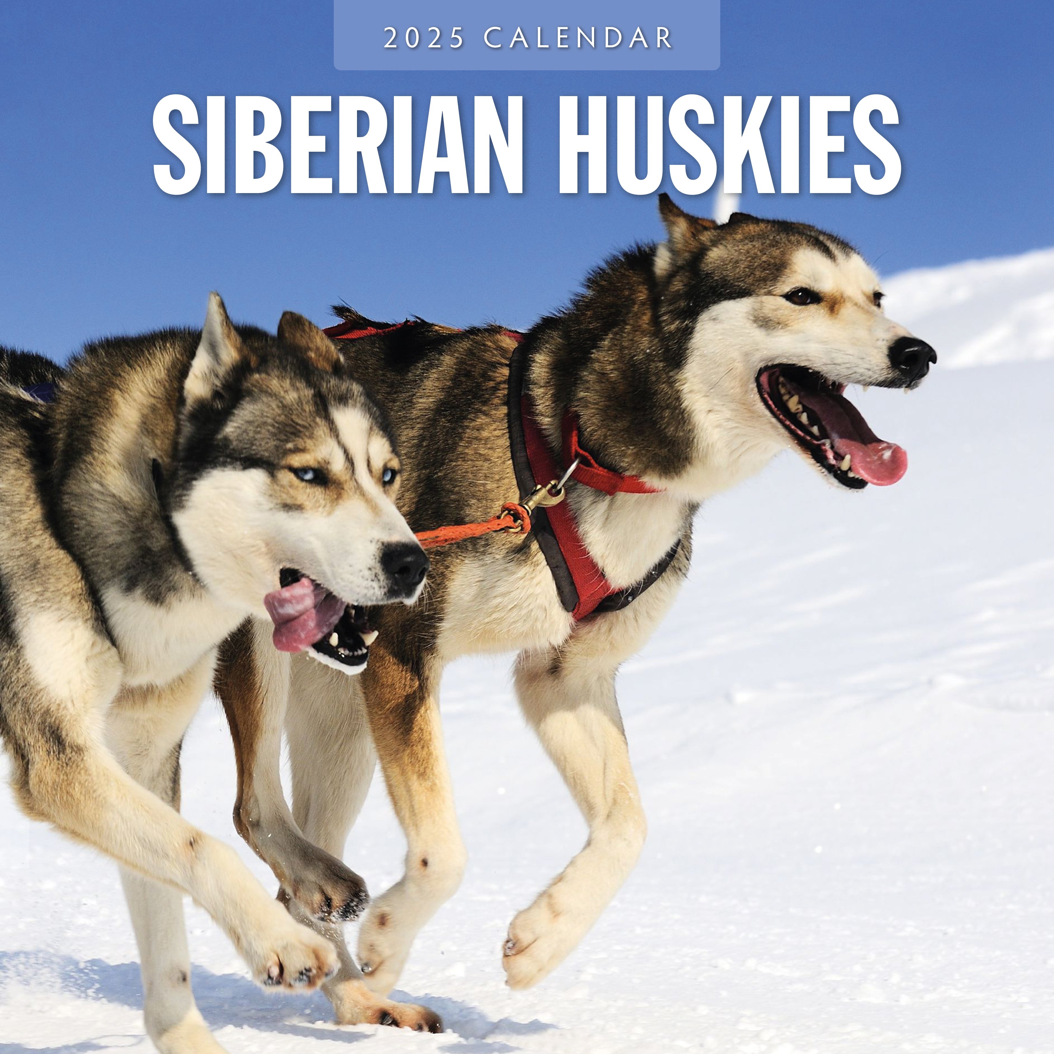 2025 Siberian Huskies - Square Wall Calendar