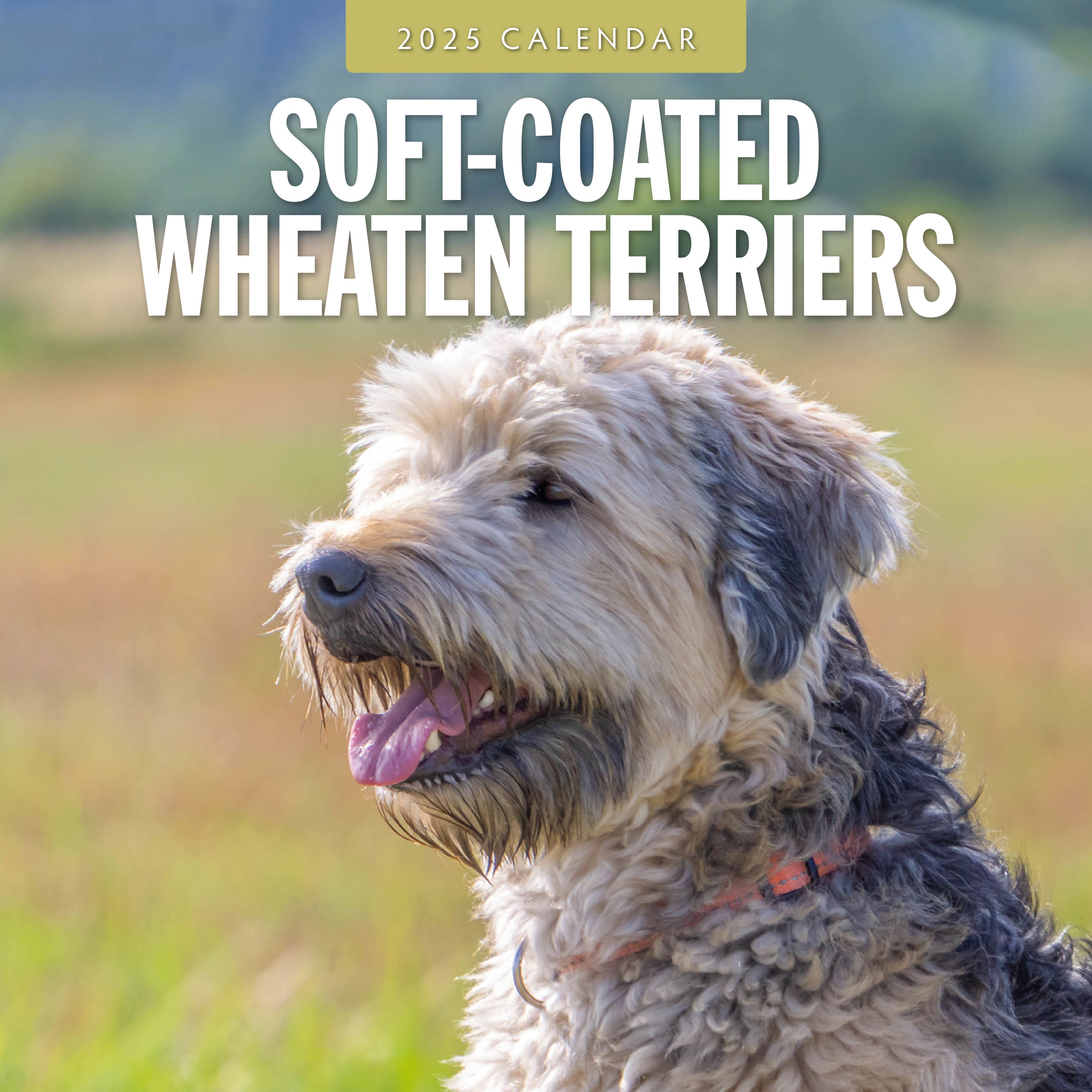 2025 Soft-Coated Wheaten Terriers - Square Wall Calendar