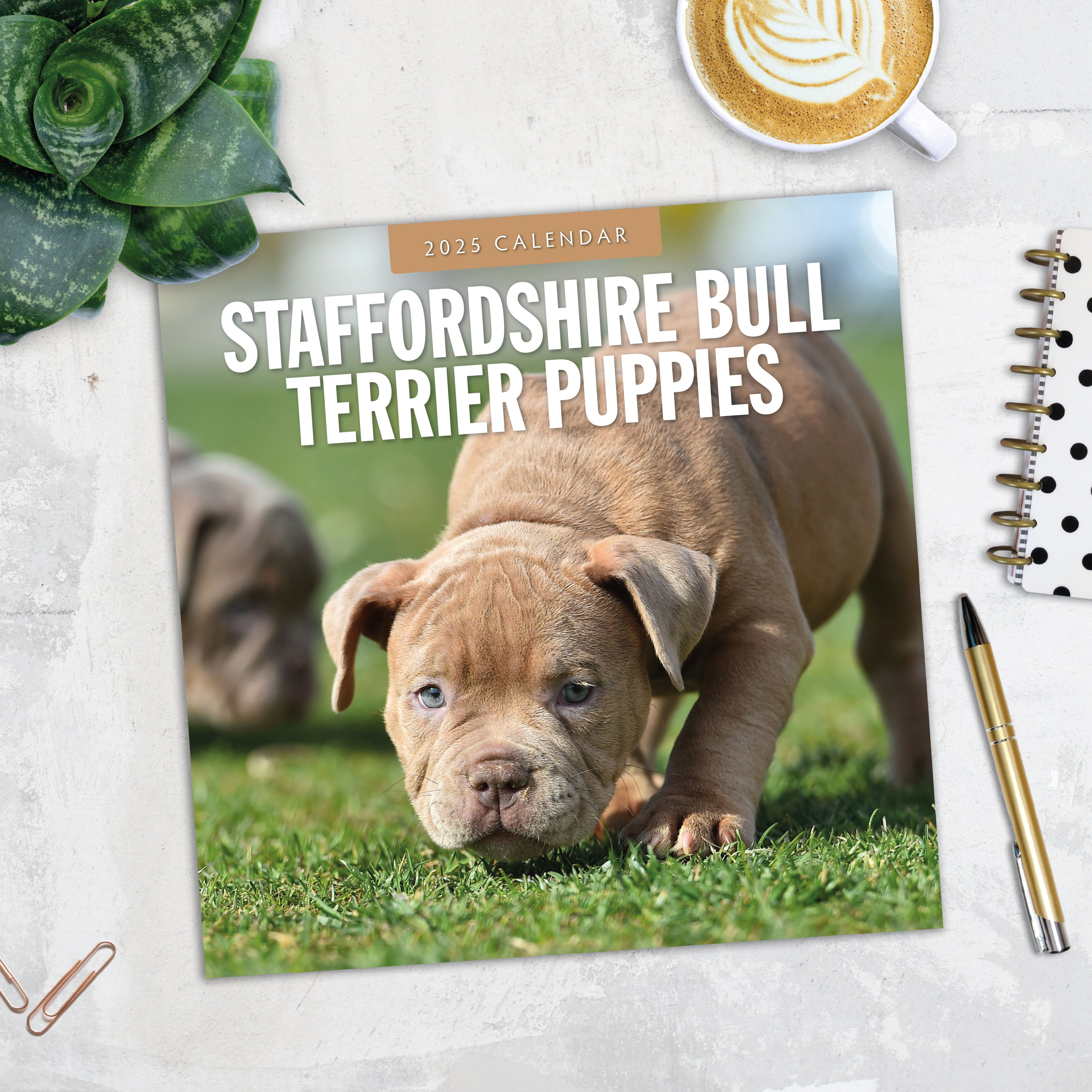 2025 Staffordshire Bull Terrier Puppies - Square Wall Calendar