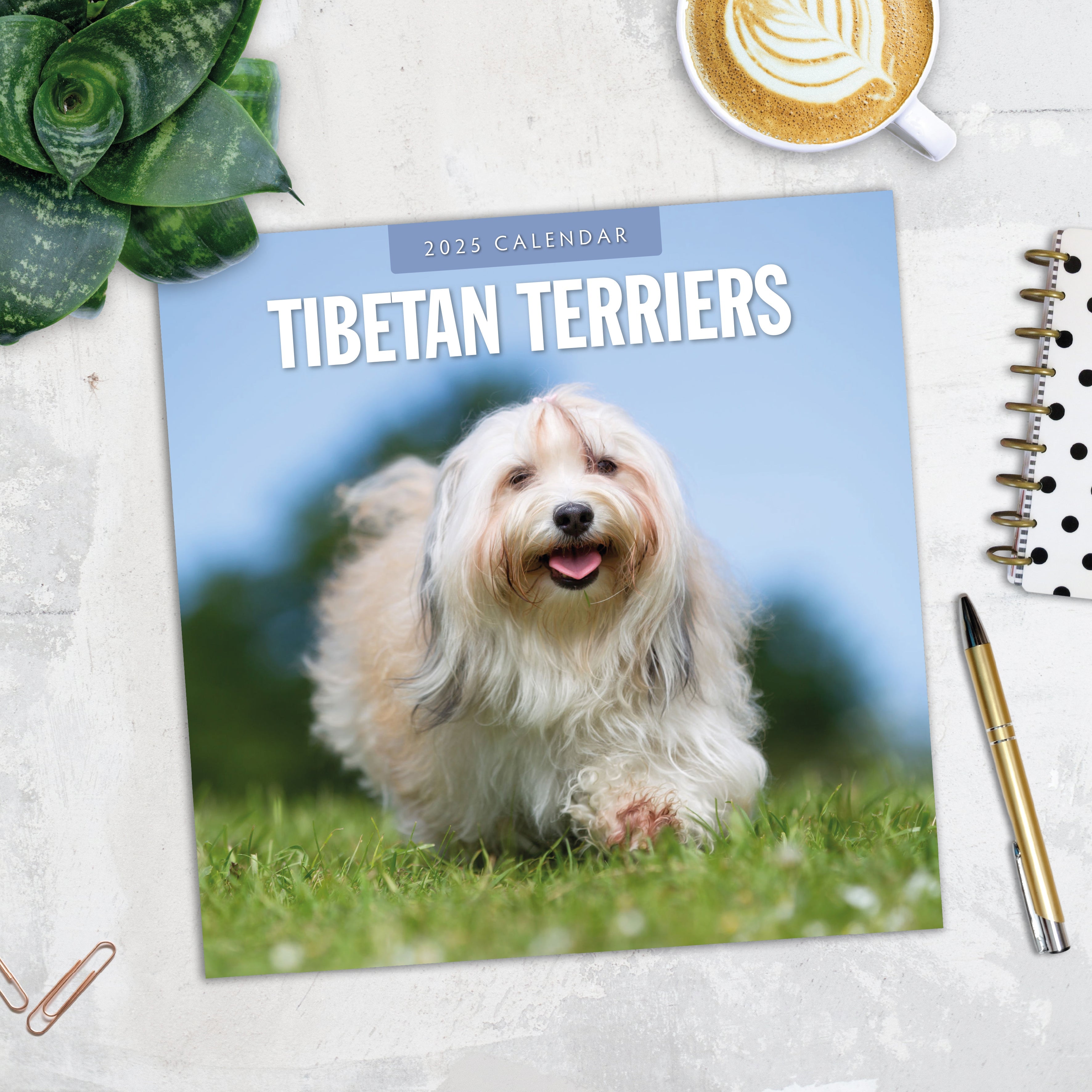 2025 Tibetan Terriers - Square Wall Calendar