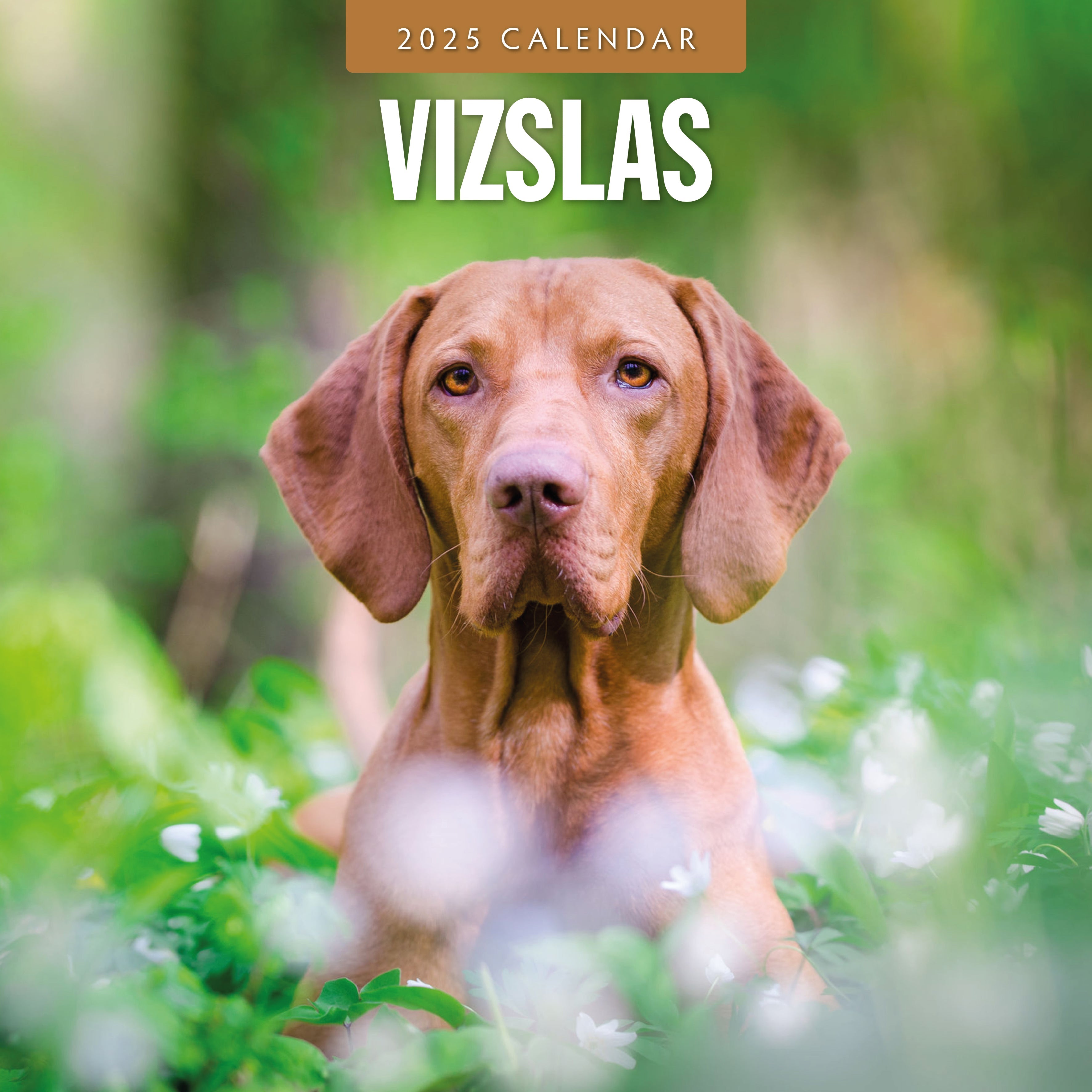 2025 Vizslas - Square Wall Calendar