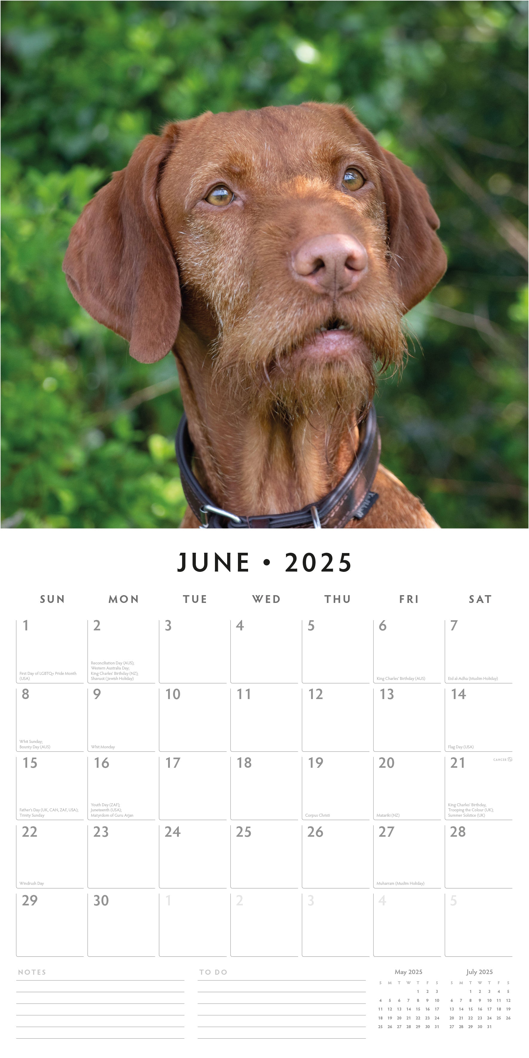 2025 Vizslas - Square Wall Calendar