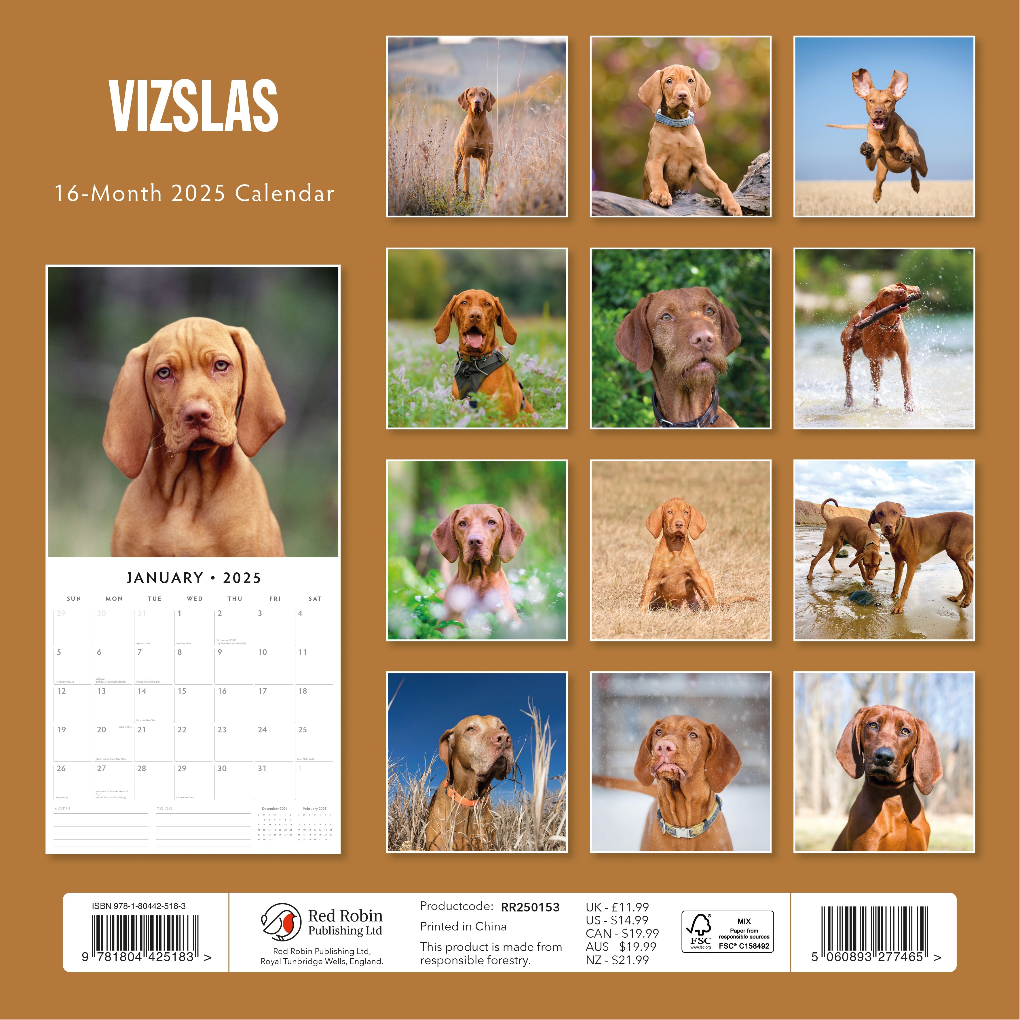 2025 Vizslas - Square Wall Calendar