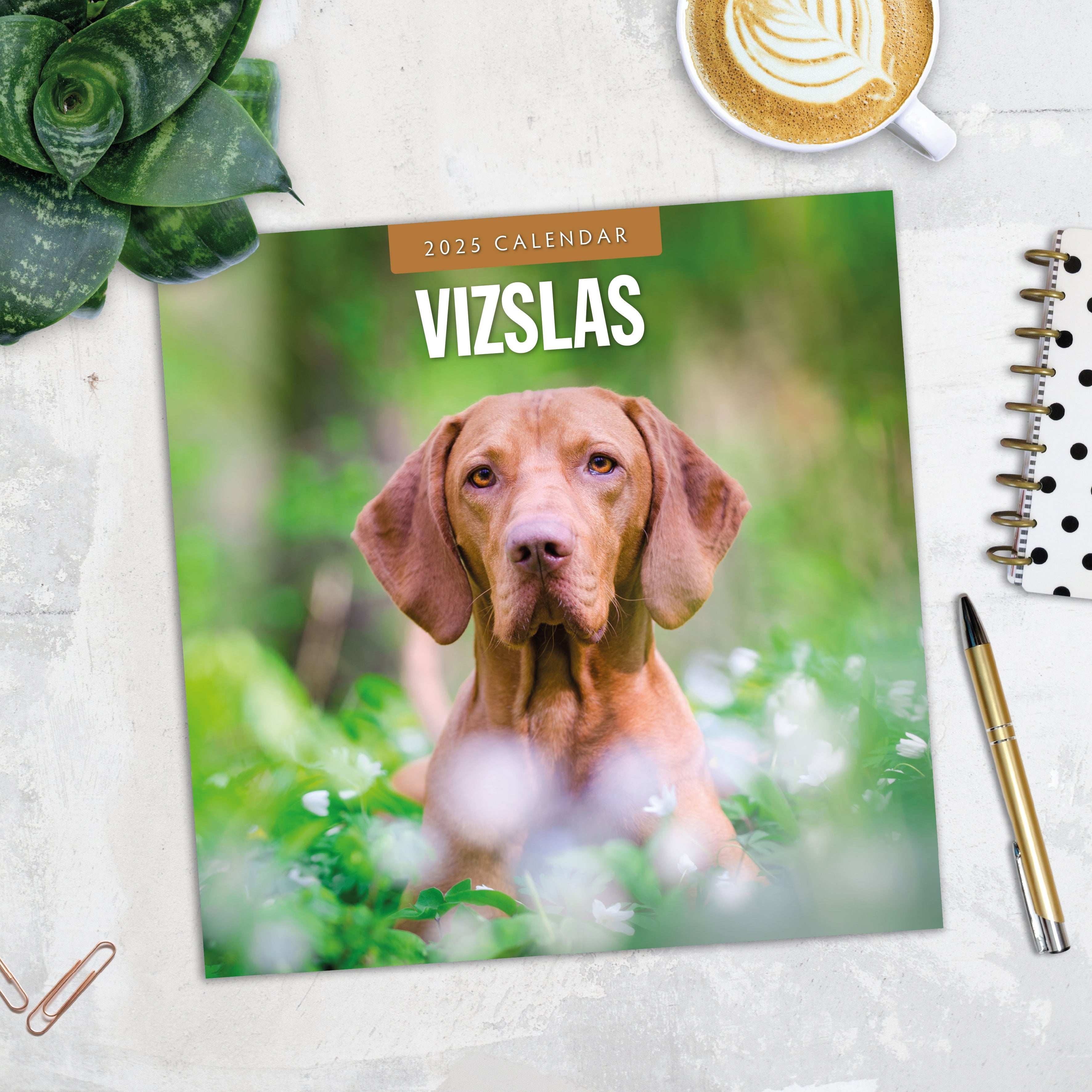 2025 Vizslas - Square Wall Calendar