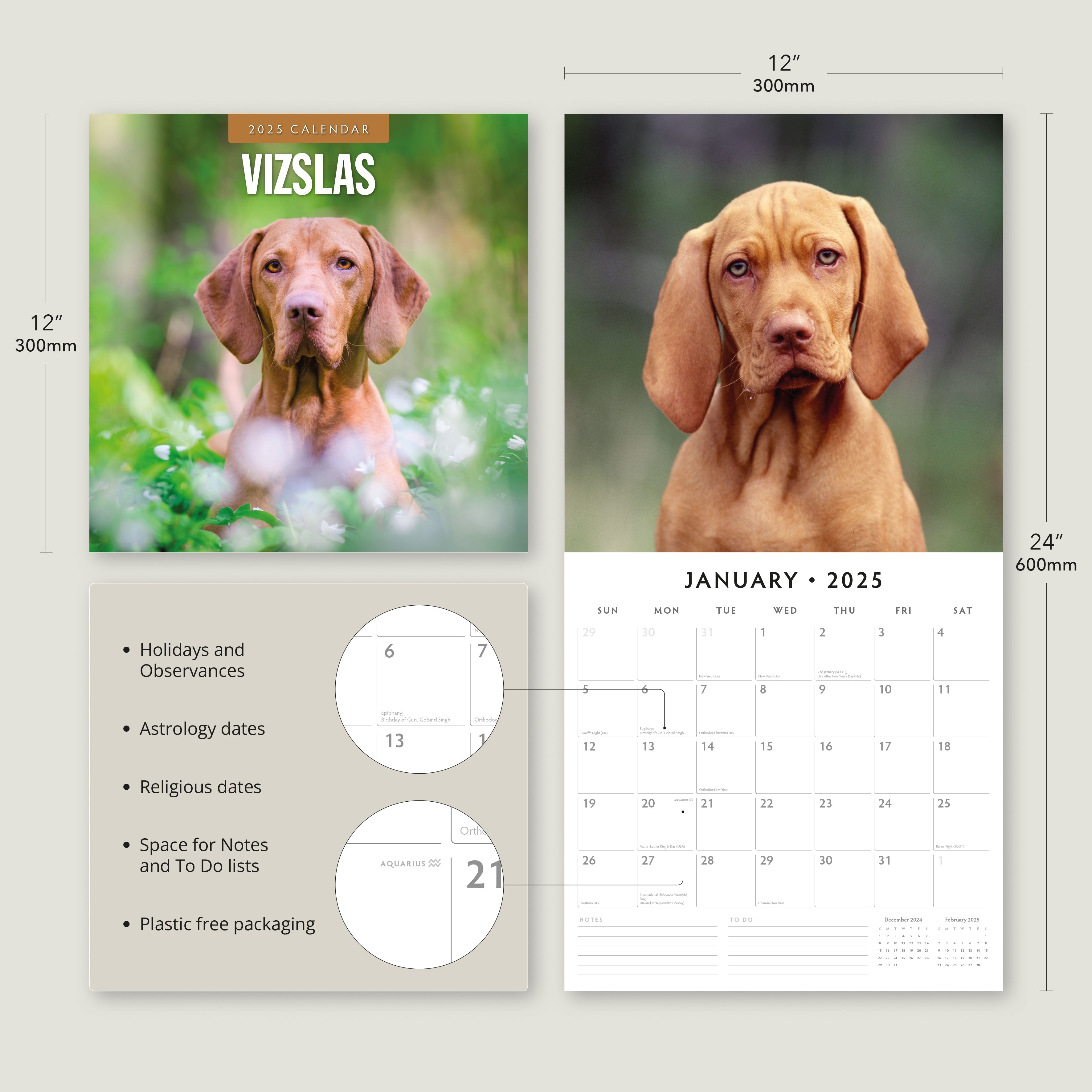 2025 Vizslas - Square Wall Calendar