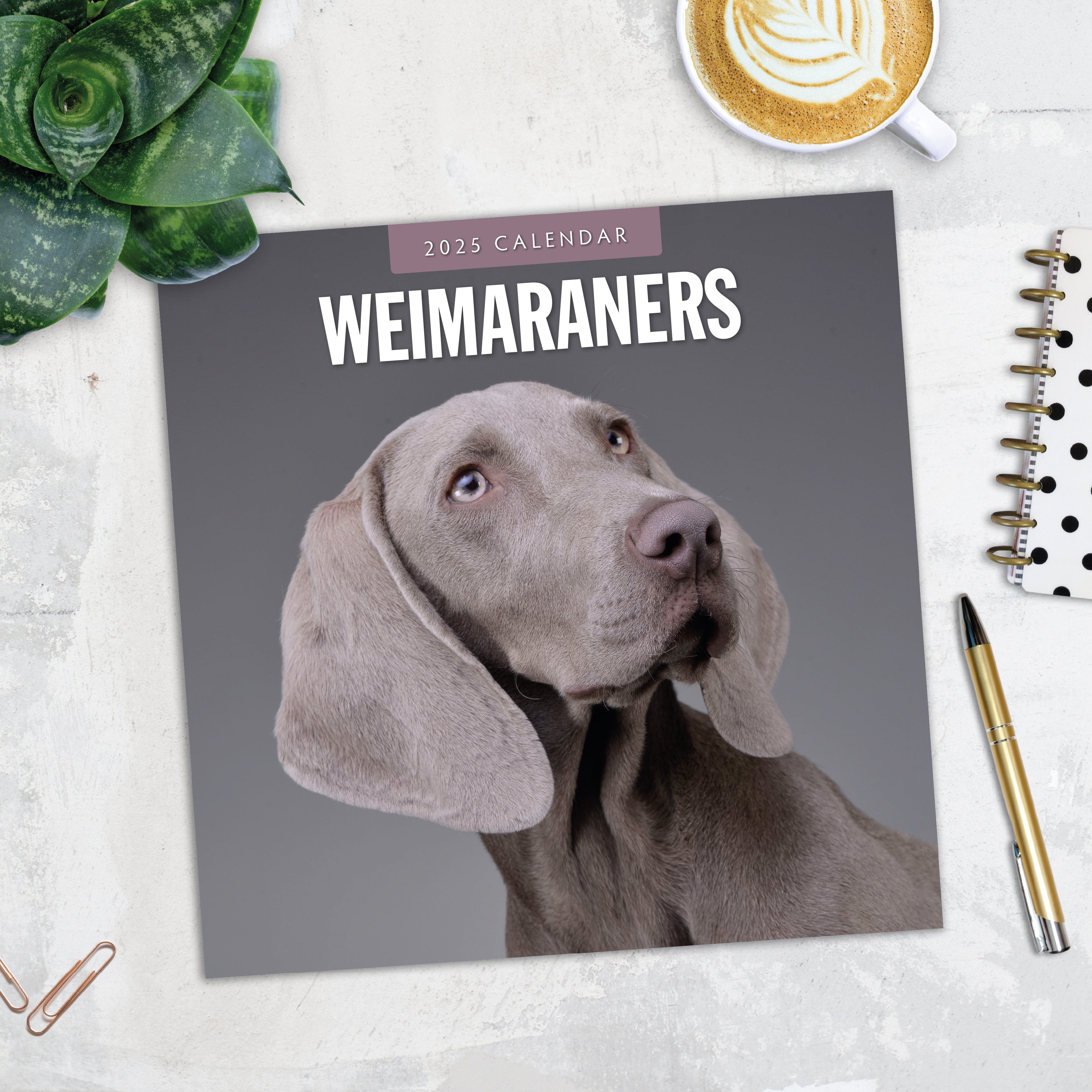 2025 Weimaraners - Square Wall Calendar