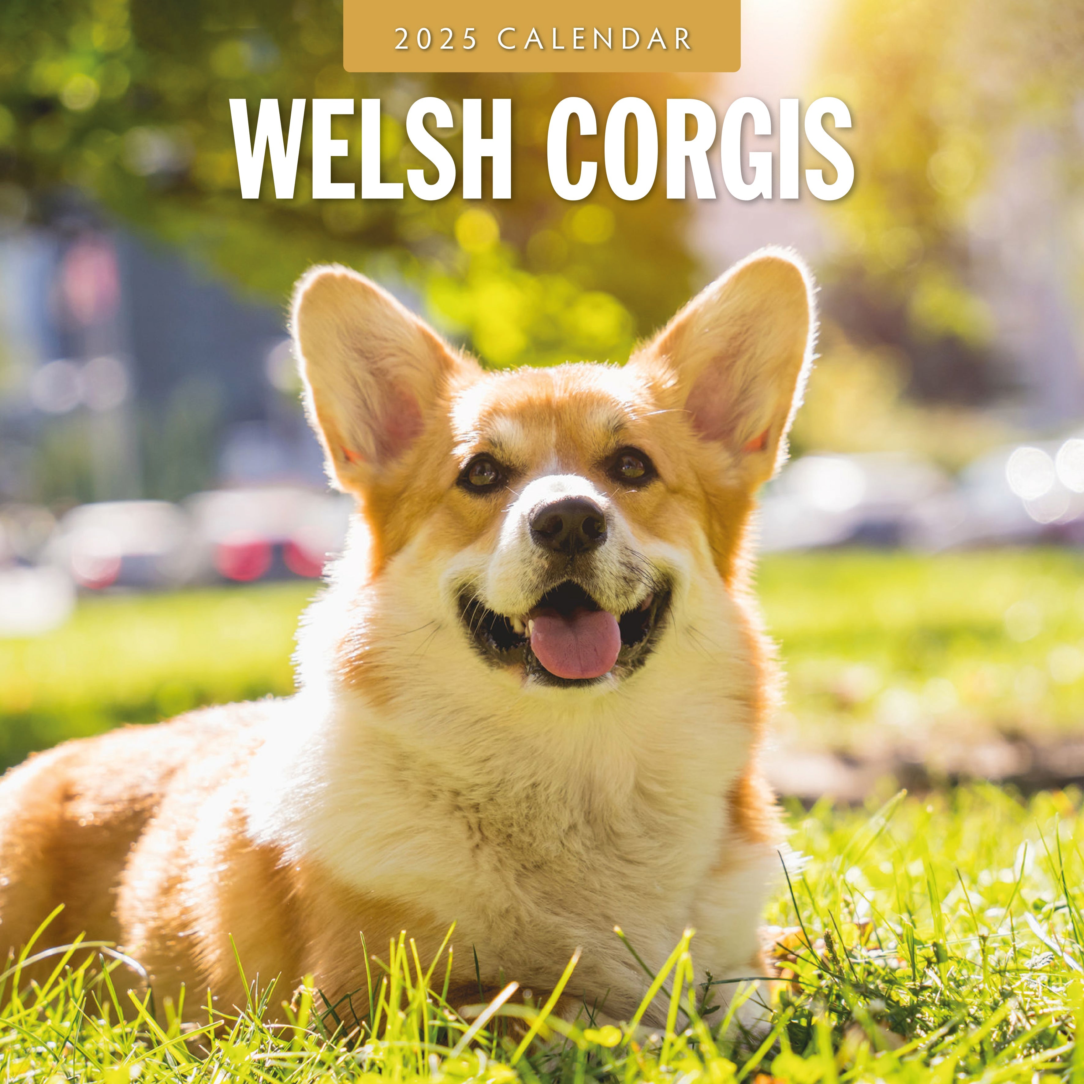 2025 Welsh Corgis - Square Wall Calendar