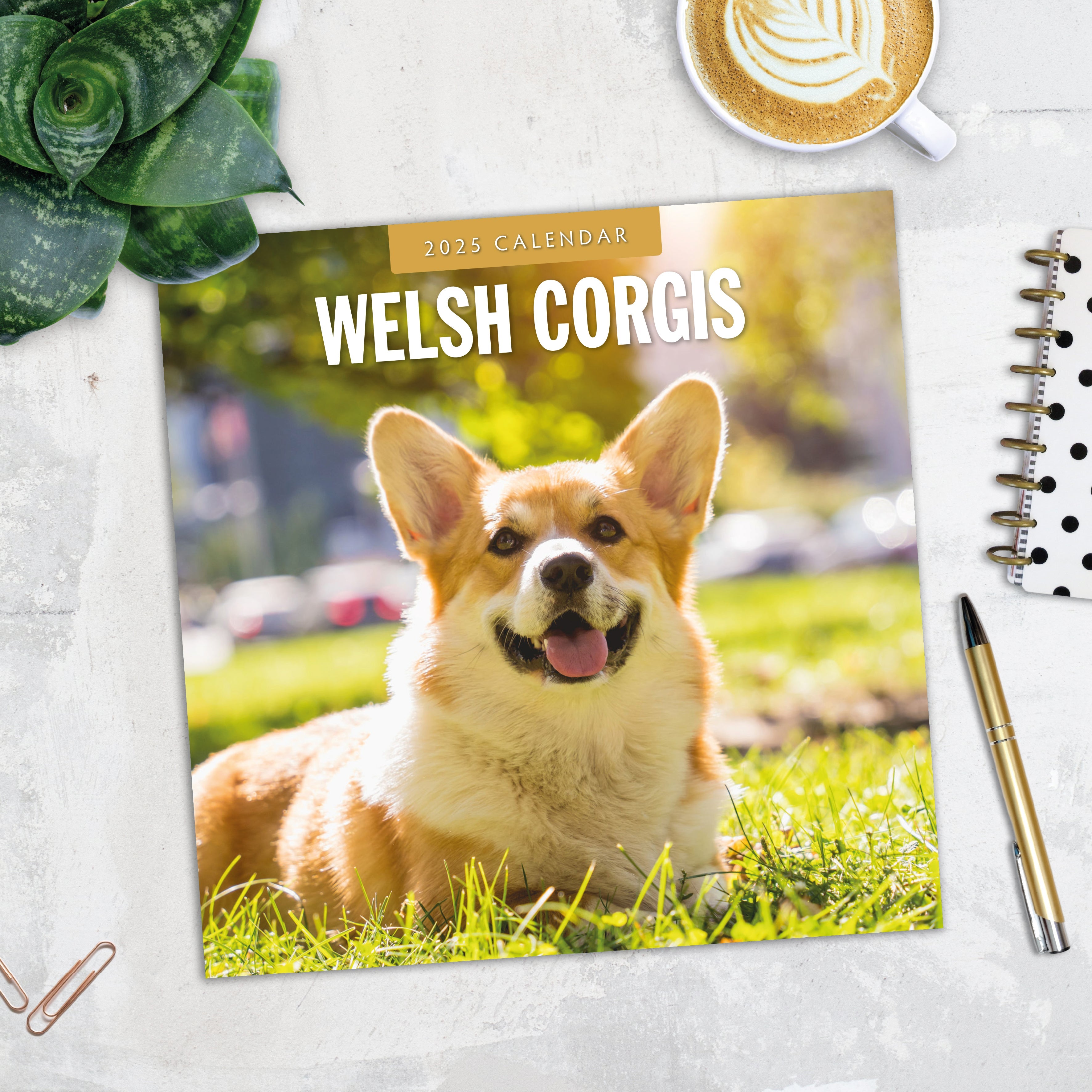 2025 Welsh Corgis - Square Wall Calendar