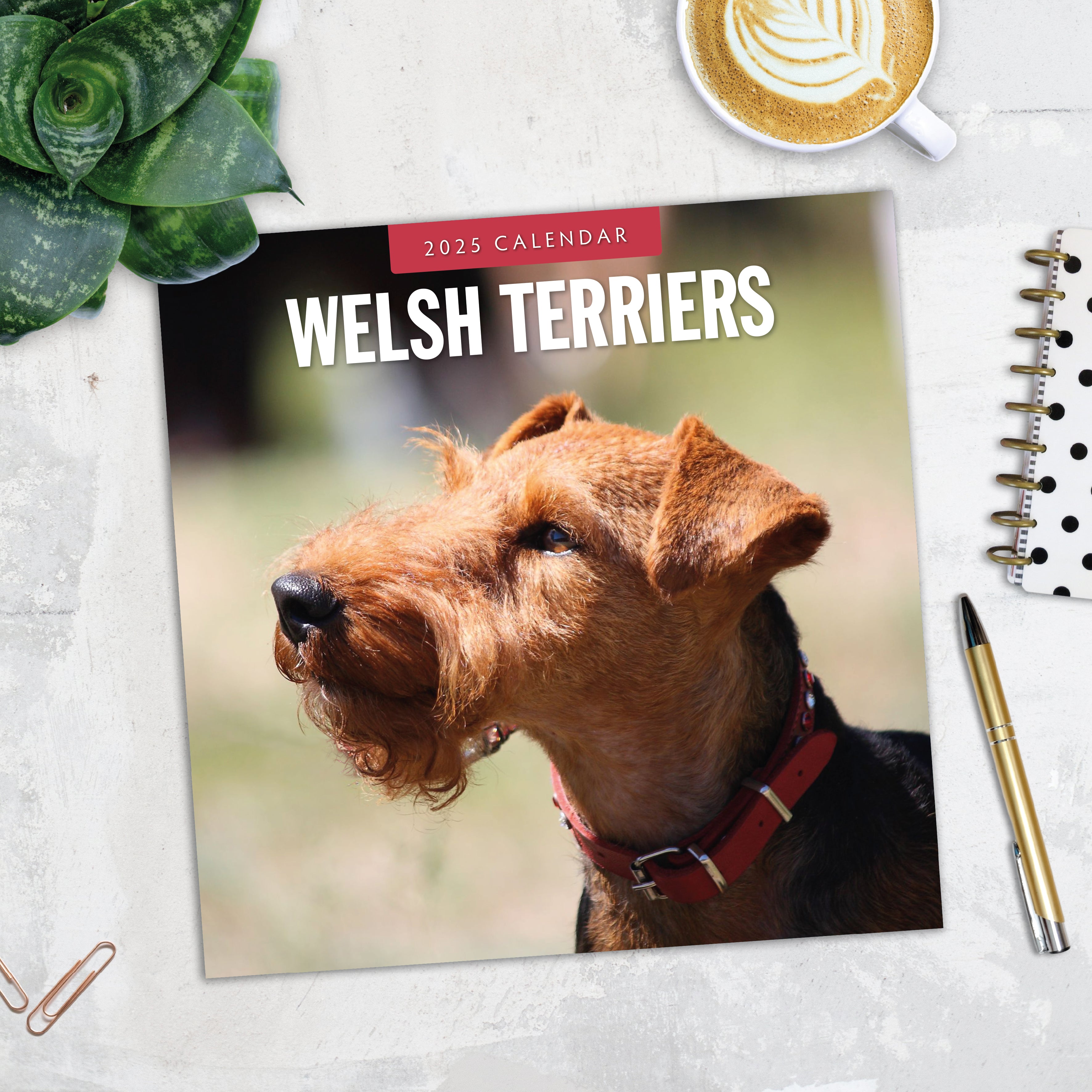 2025 Welsh Terriers - Square Wall Calendar