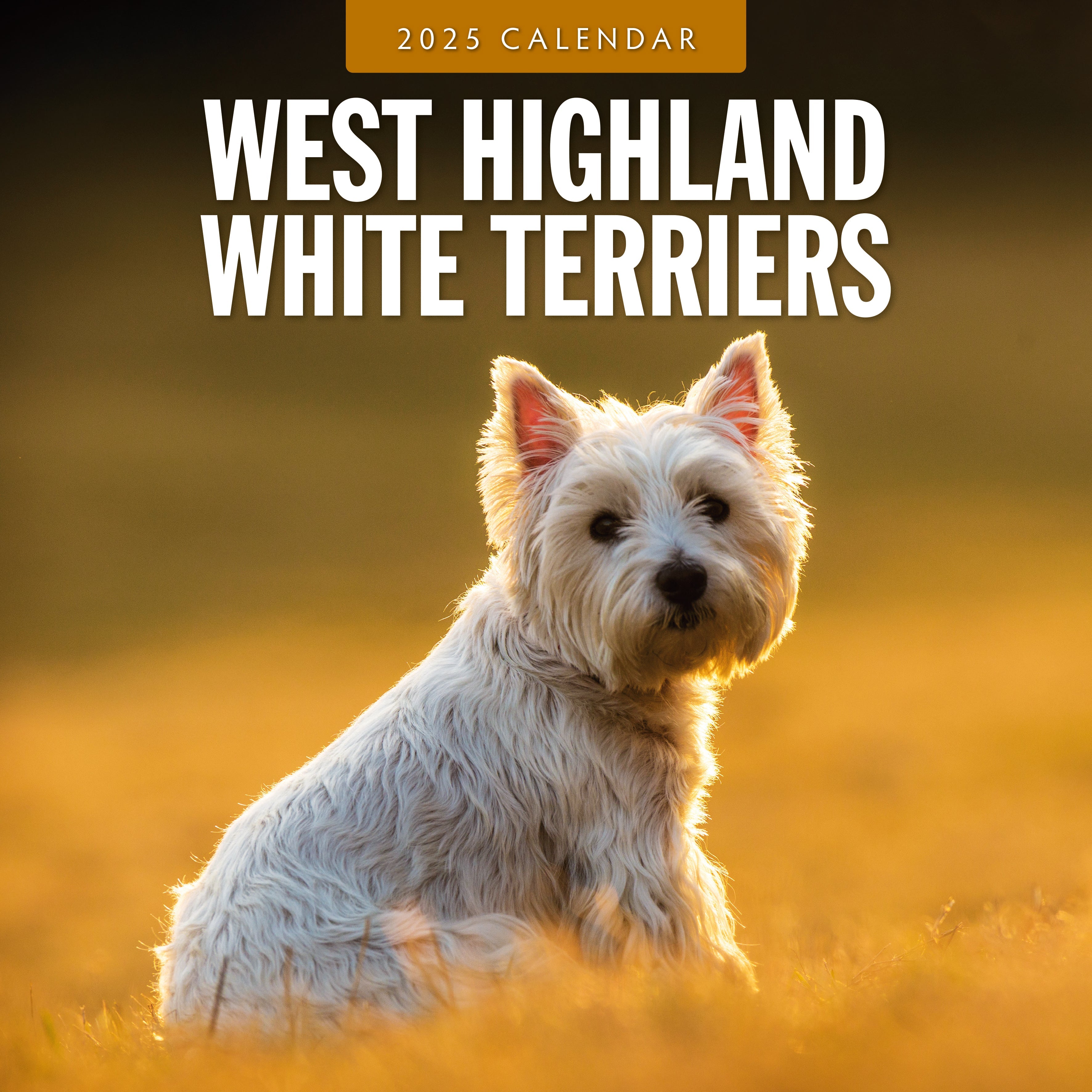 2025 West Highland White Terriers (Westies) - Square Wall Calendar