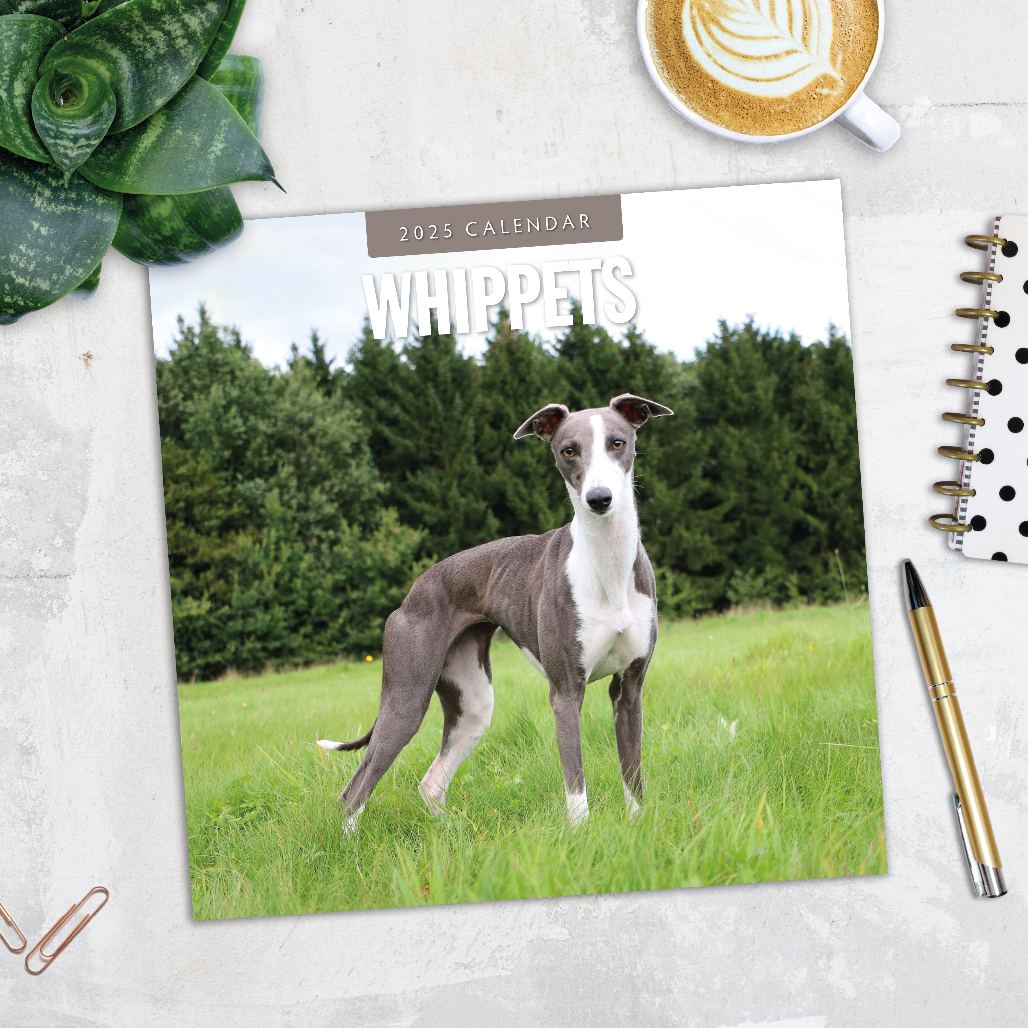 2025 Whippets - Square Wall Calendar
