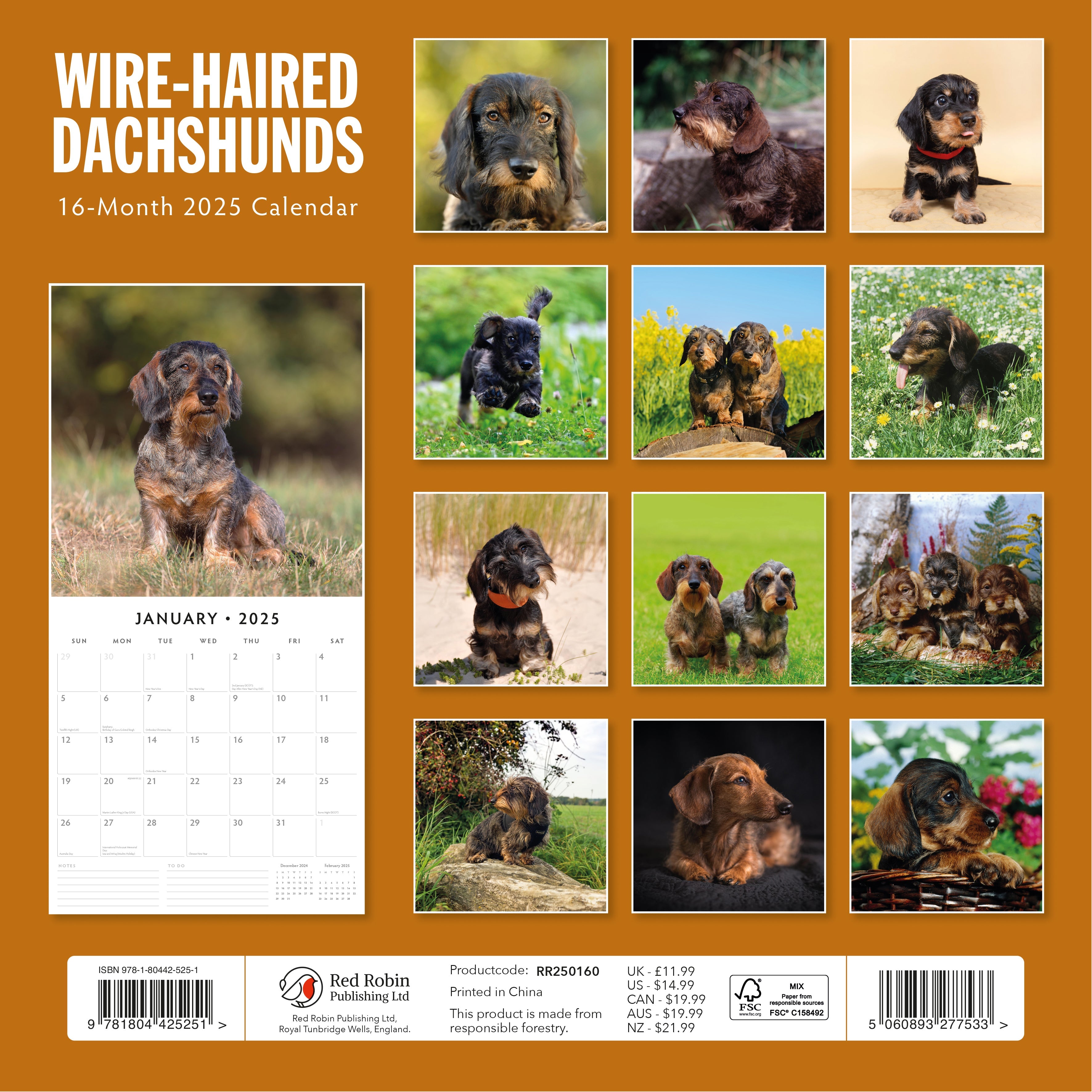 2025 Wire-Haired Dachshunds - Square Wall Calendar