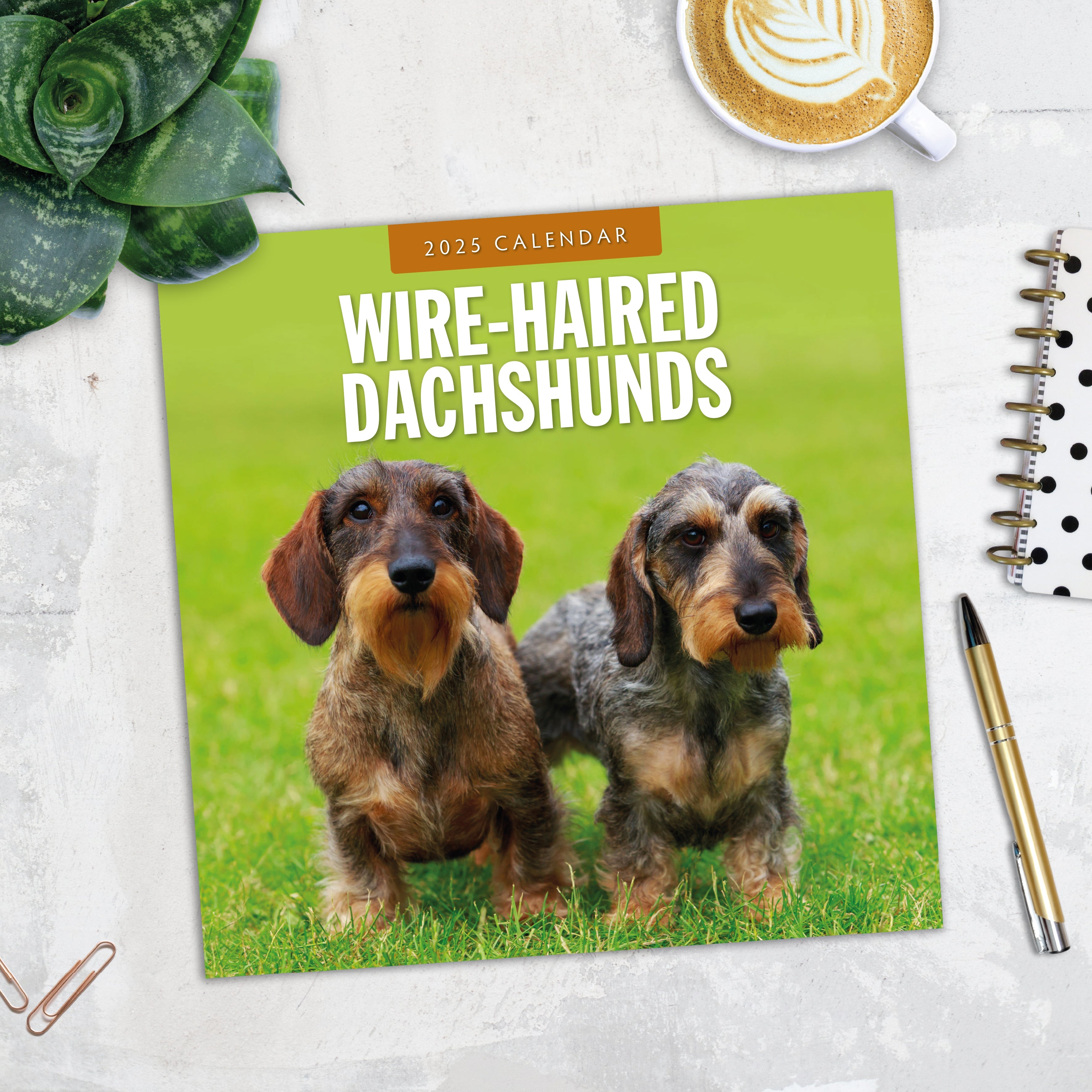 2025 Wire-Haired Dachshunds - Square Wall Calendar