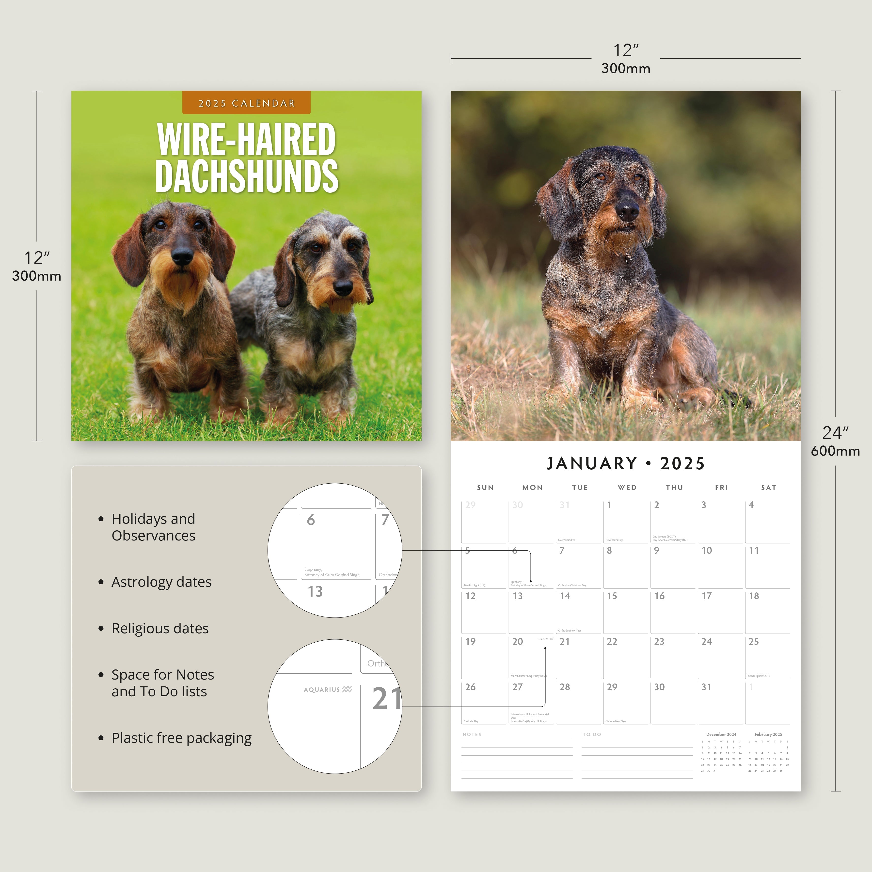 2025 Wire-Haired Dachshunds - Square Wall Calendar