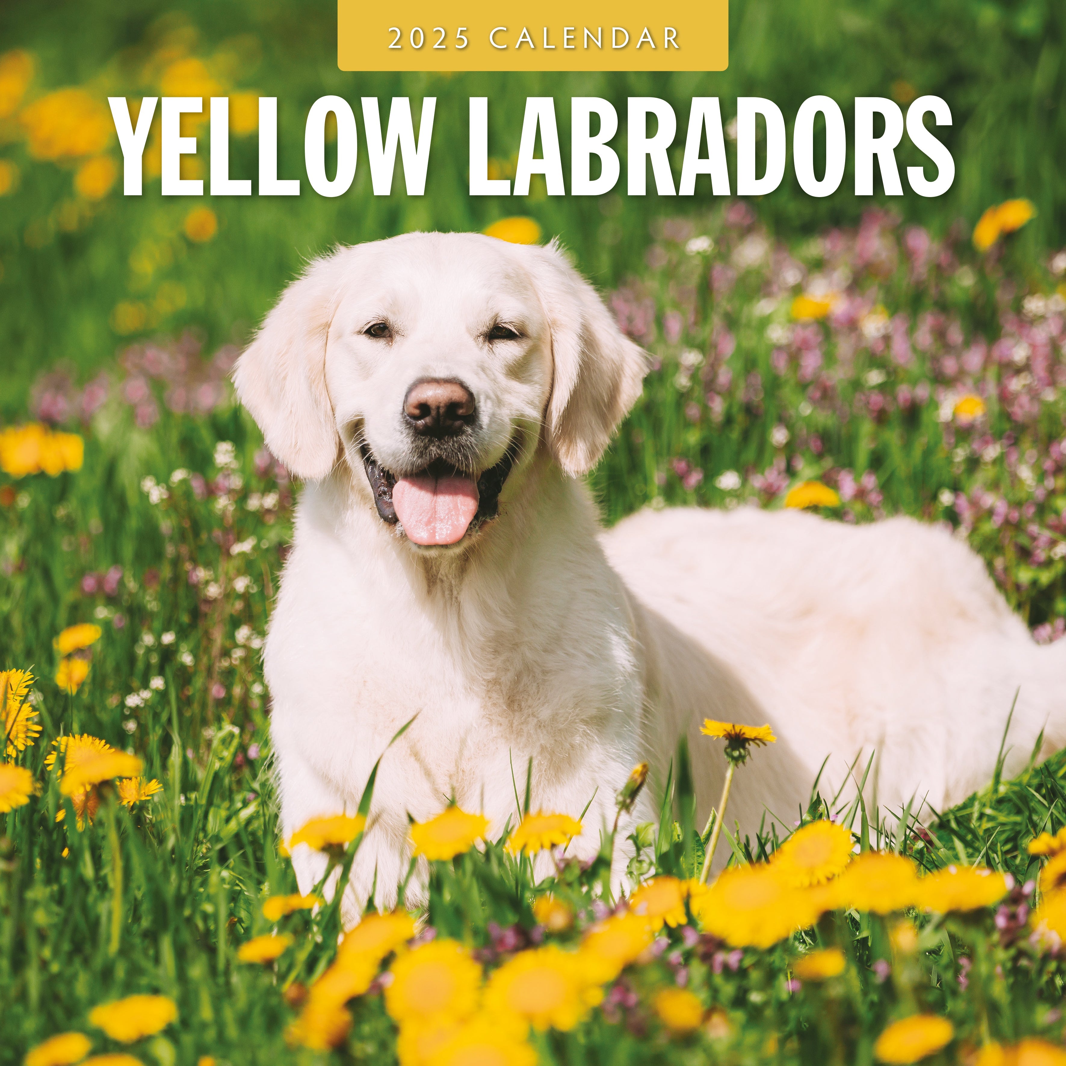 2025 Yellow Labrador - Square Wall Calendar