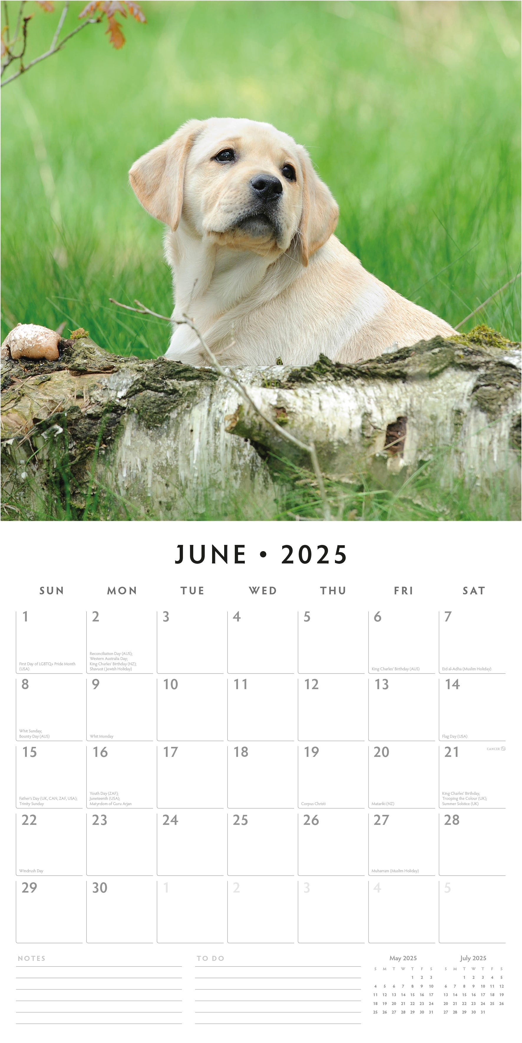 2025 Yellow Labrador Retriever Puppies - Square Wall Calendar