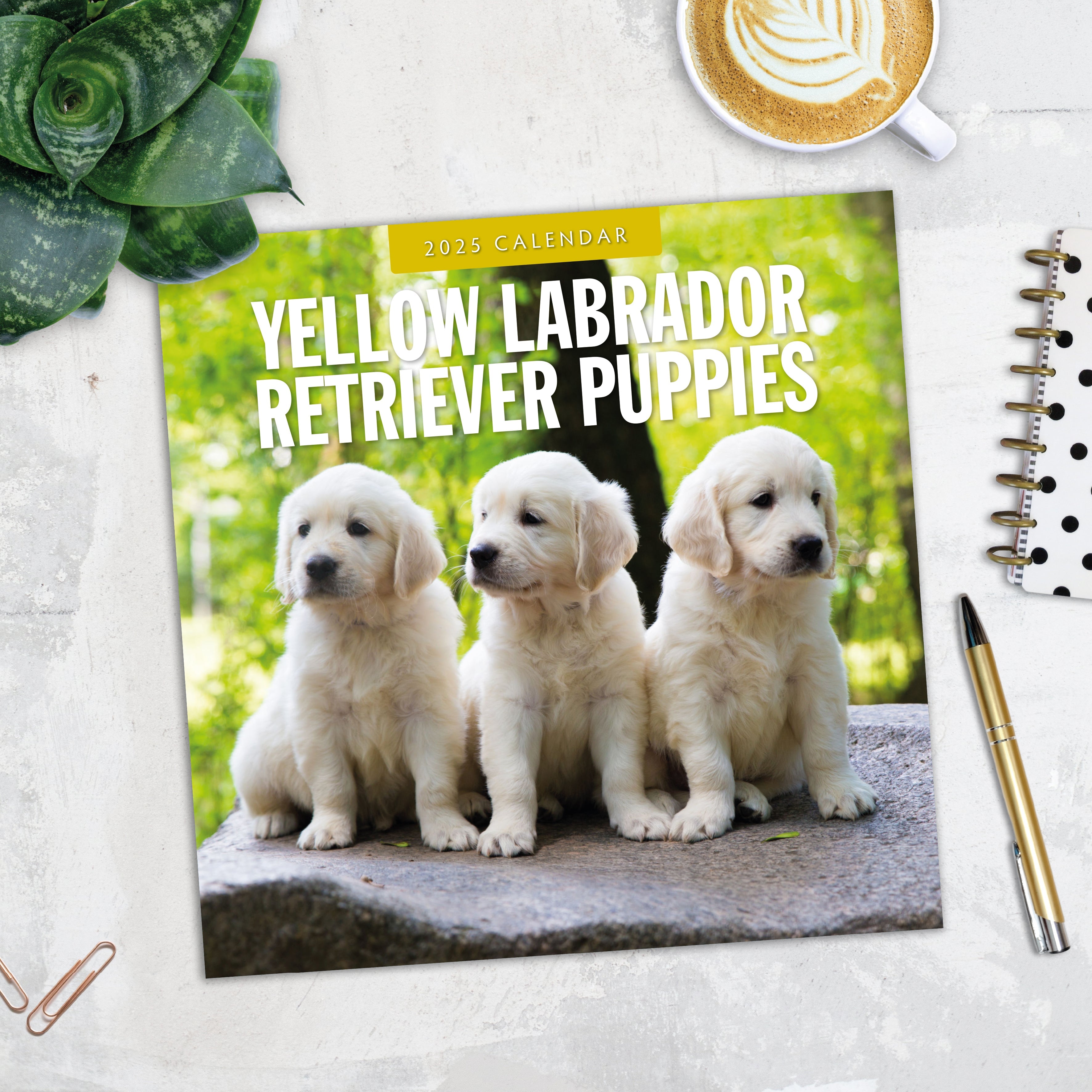 2025 Yellow Labrador Retriever Puppies - Square Wall Calendar