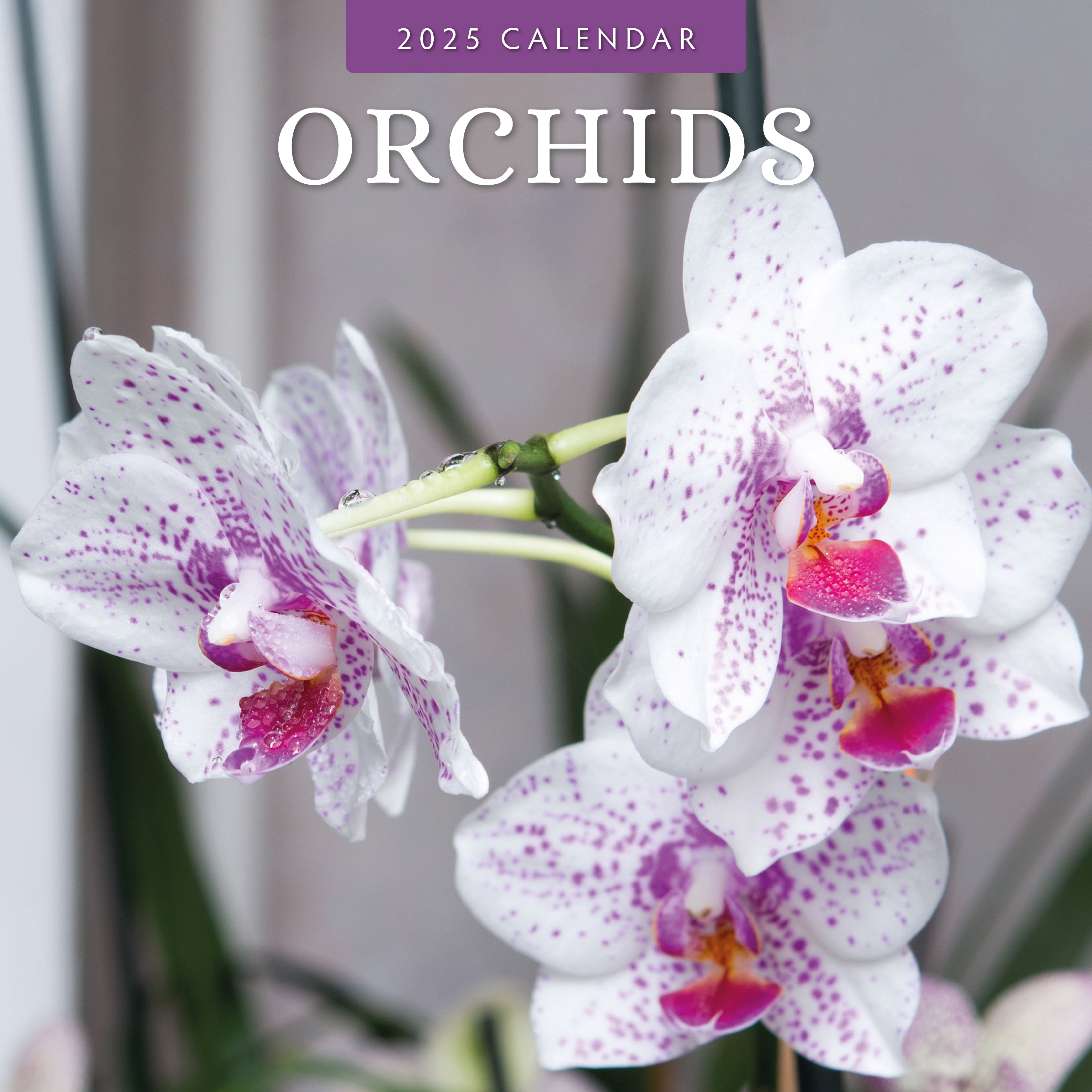 2025 Orchids - Square Wall Calendar