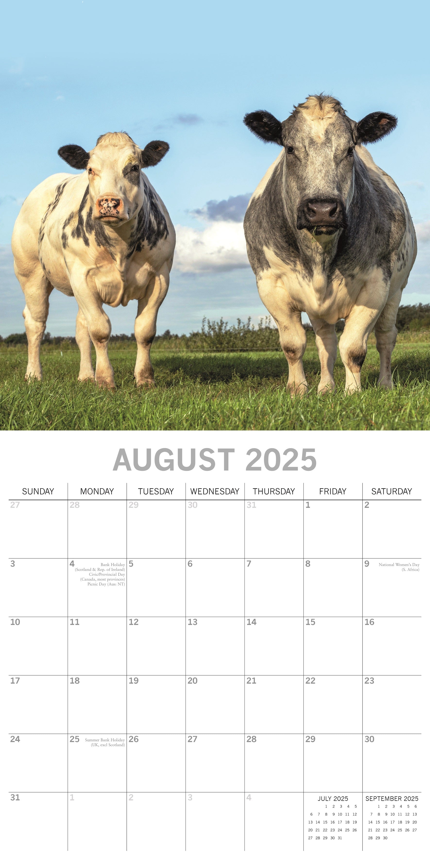 2025 Cows - Square Wall Calendar