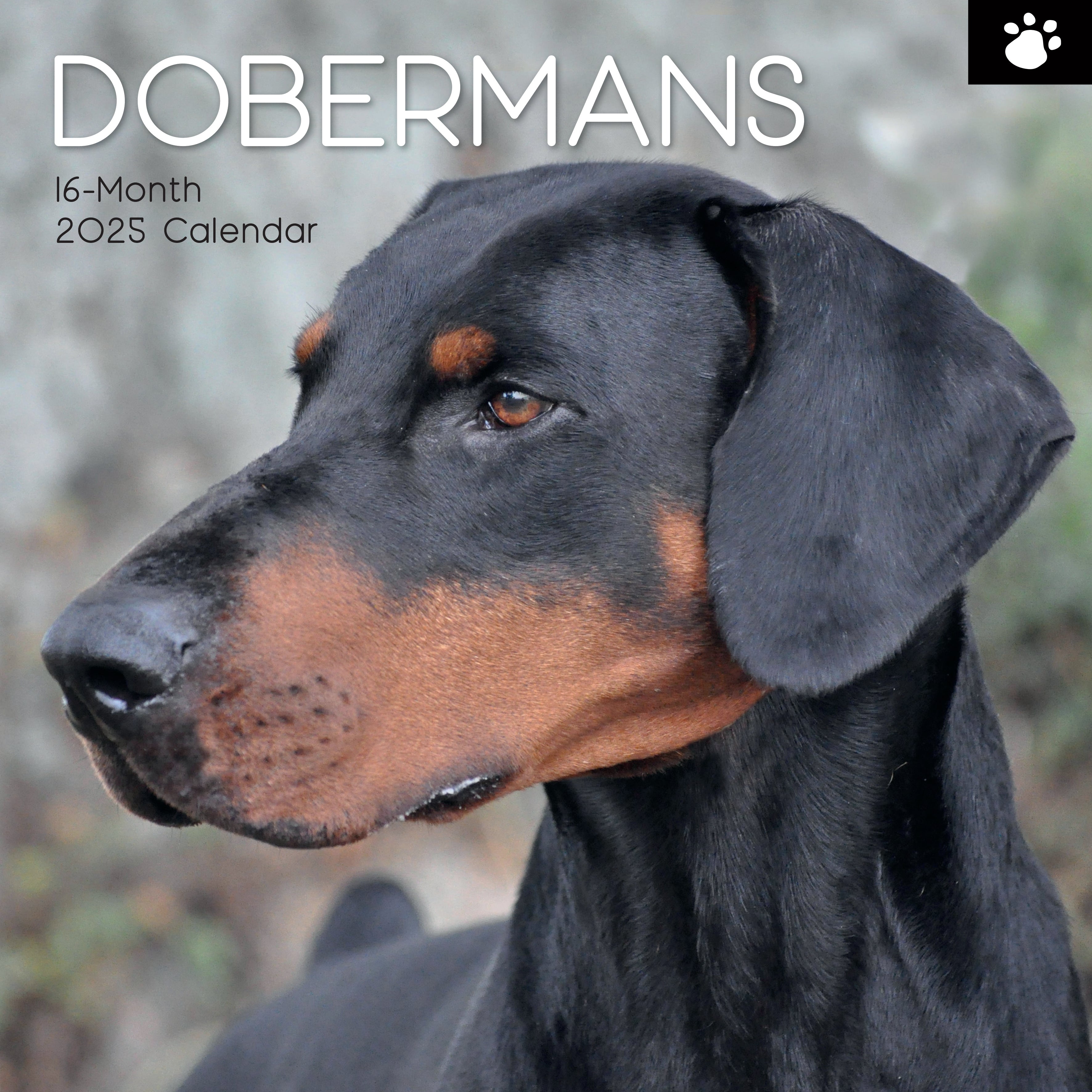 2025 Dobermans - Square Wall Calendar