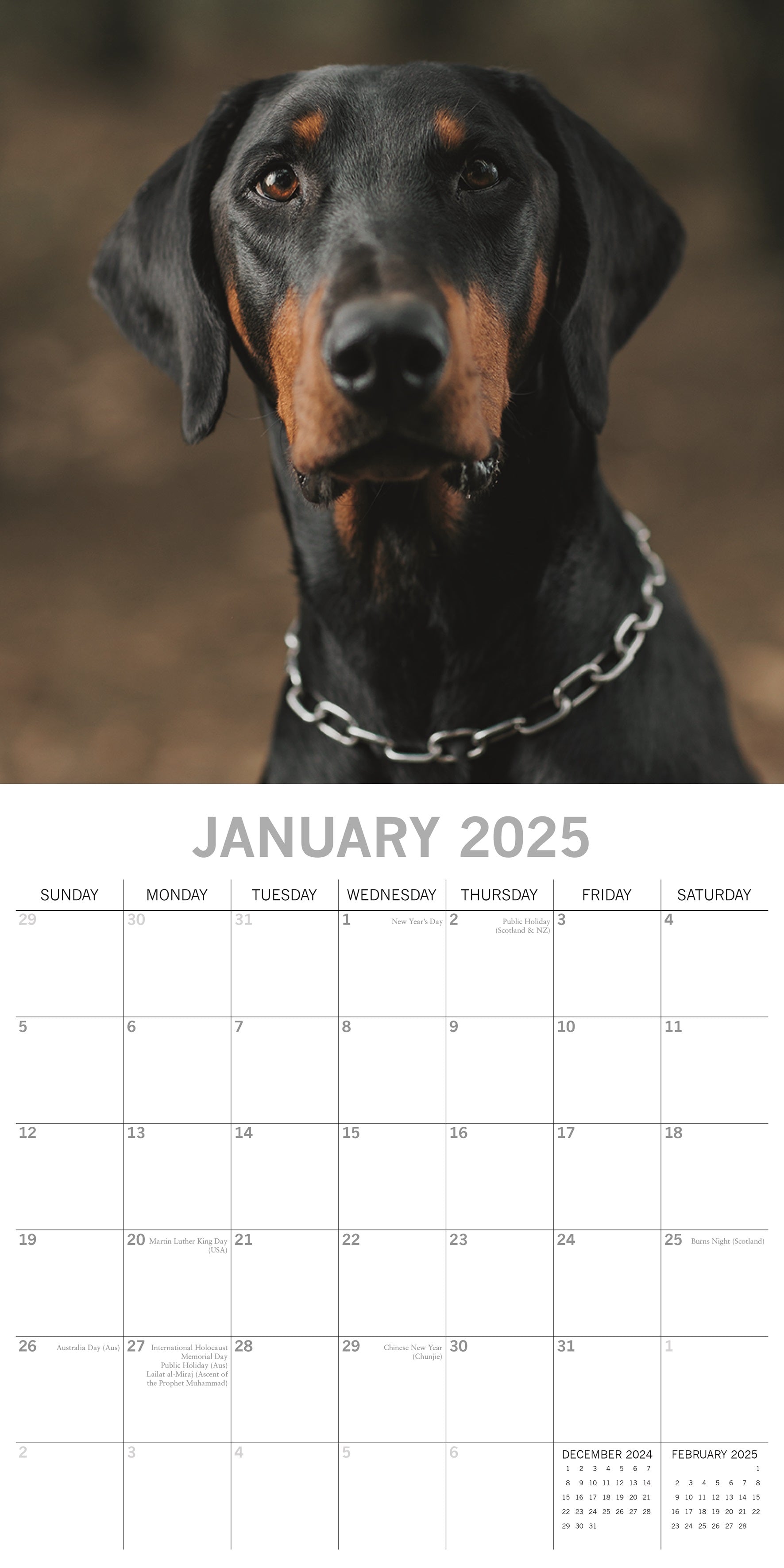 2025 Dobermans - Square Wall Calendar