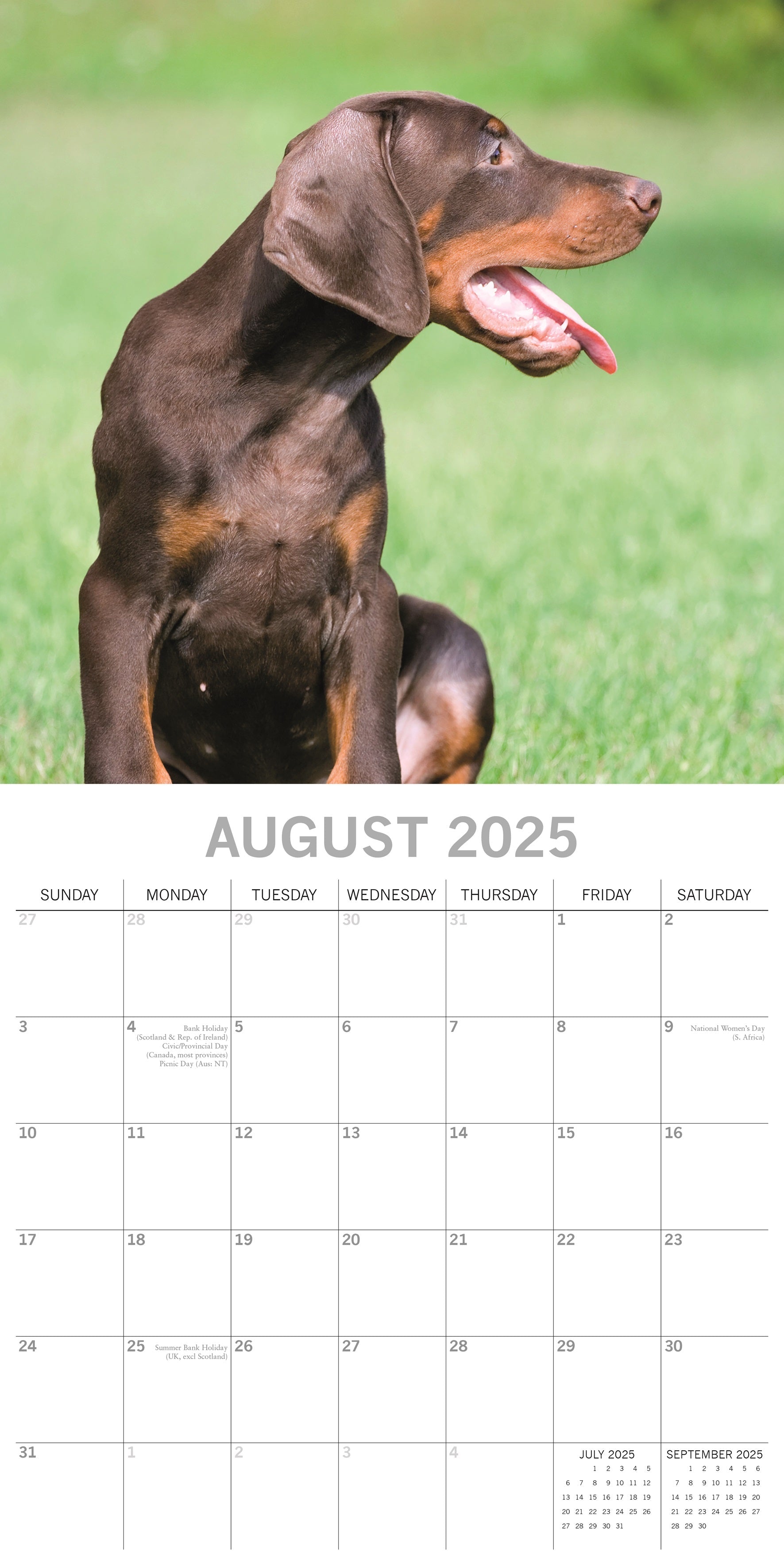 2025 Dobermans - Square Wall Calendar