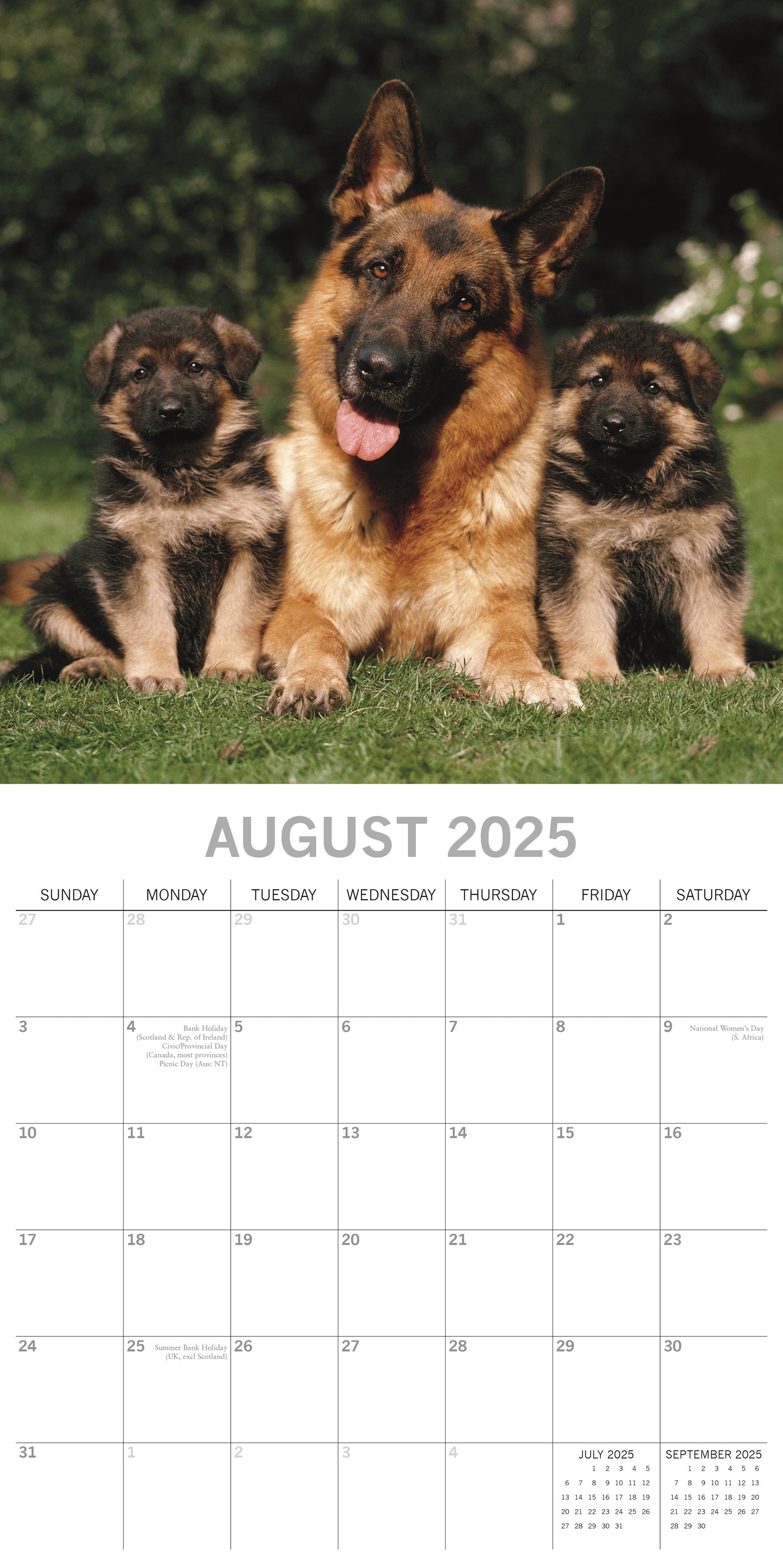 2025 Dogs & Puppies - Square Wall Calendar